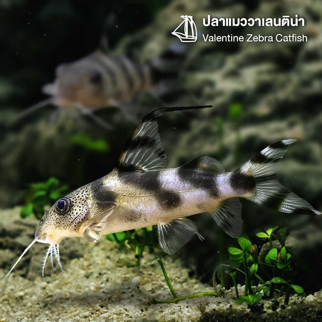 ปลาแมววาเลนติน่า (Valentine Zebra Catfish) ขายเซทละ 1ตัว/2ตัว/5ตัว ไซส์ 4cm.