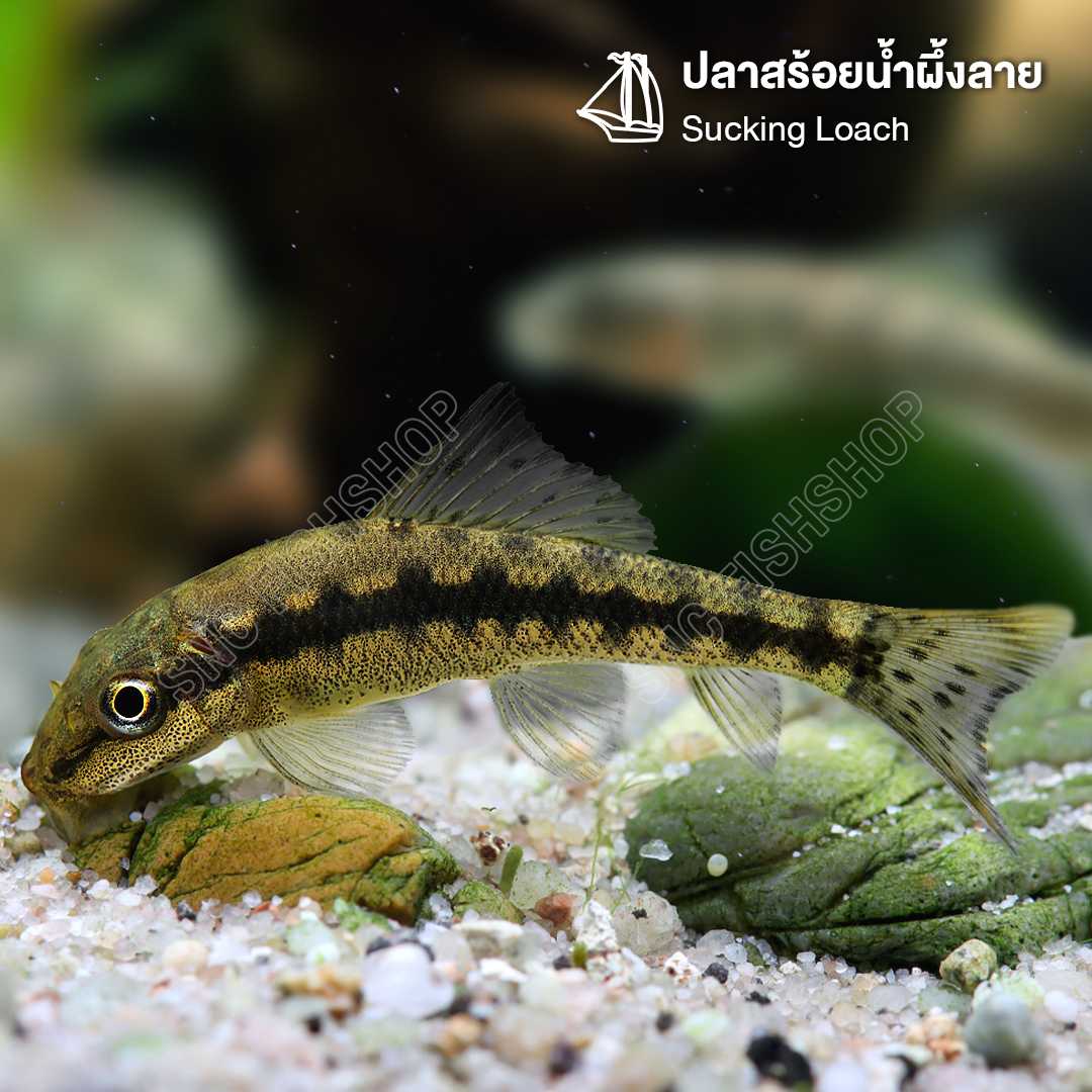 ปลาสร้อยน้ำผึ้งลาย (Sucking Loach) ขายเซทละ 2ตัว/5ตัว ไซส์ประมาณ 5cm