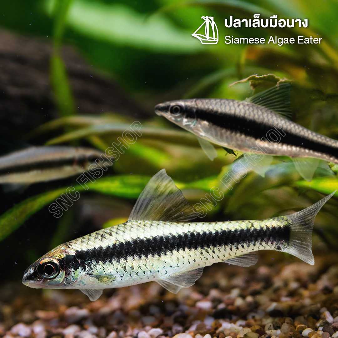 ปลาเล็บมือนาง (Siamese Algae Eater) ขายเซทละ 5ตัว/12ตัว ไซส์ประมาณ 4cm