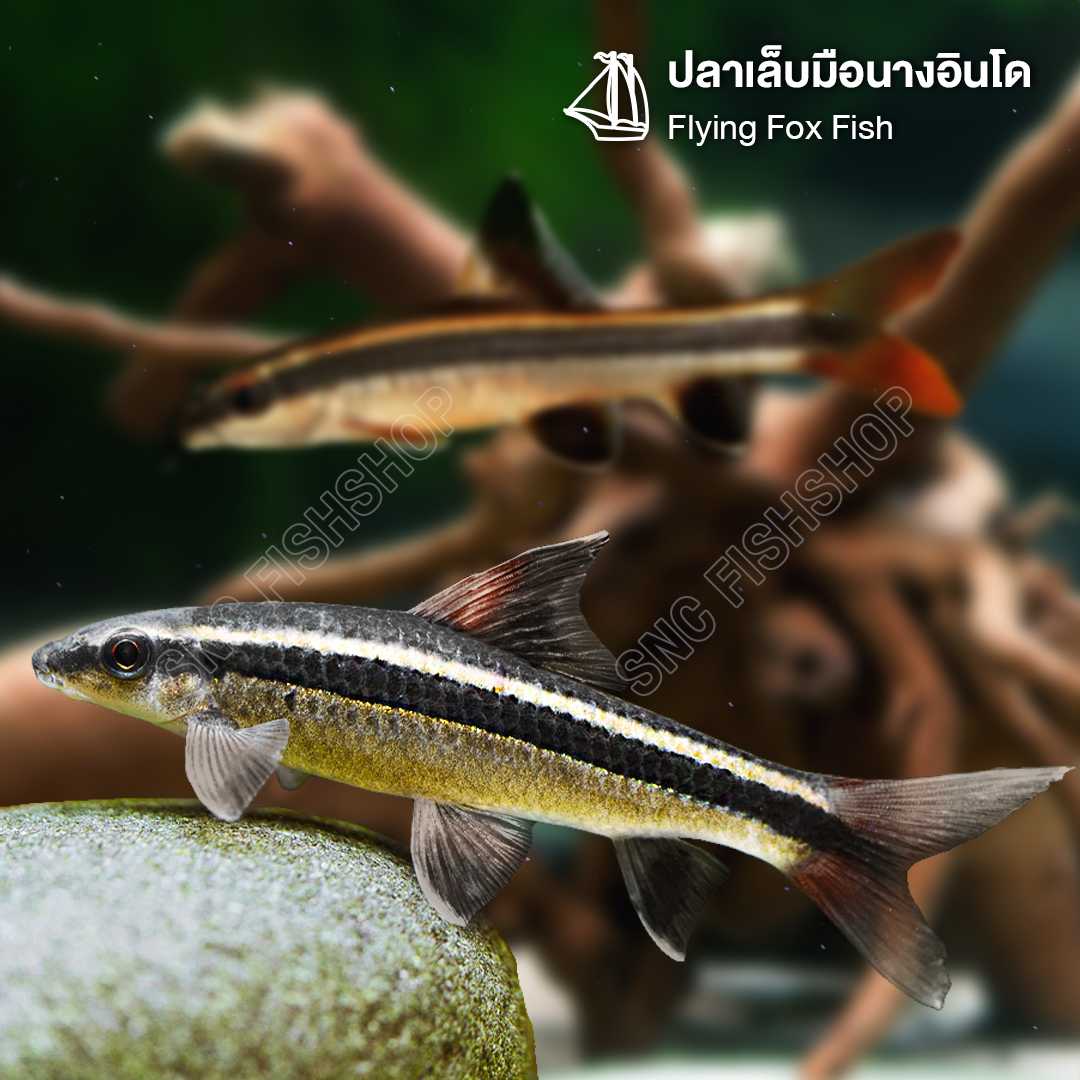 ปลาเล็บมือนางอินโด (Flying Fox Fis) ขายเซทละ 2ตัว/5ตัว ไซส์ประมาณ 4cm.