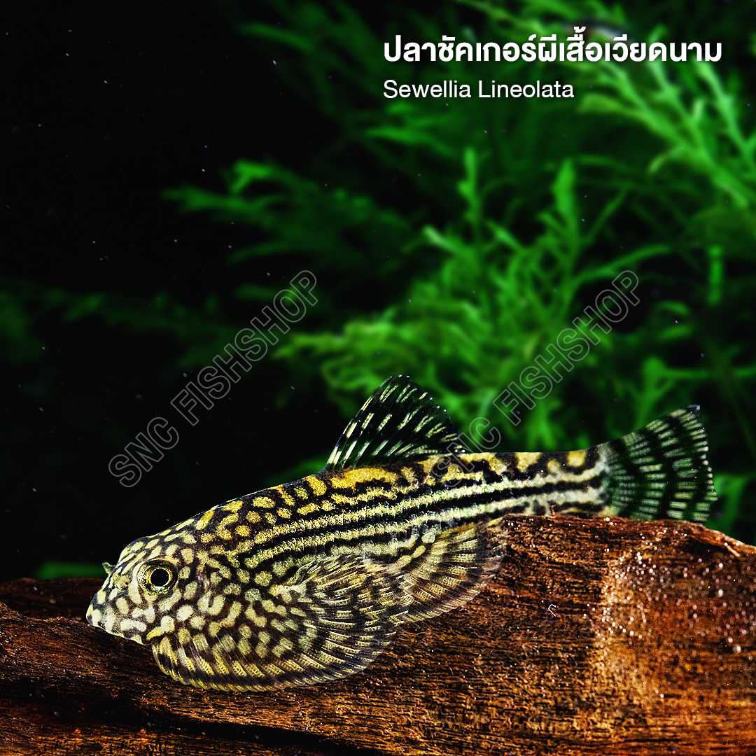 ปลาชัคเกอร์ผีเสื้อเวียดนาม (Sewellia Lineolata) ขายเซทละ 2ตัว/5ตัว ไซส์ 1.5-2.cm