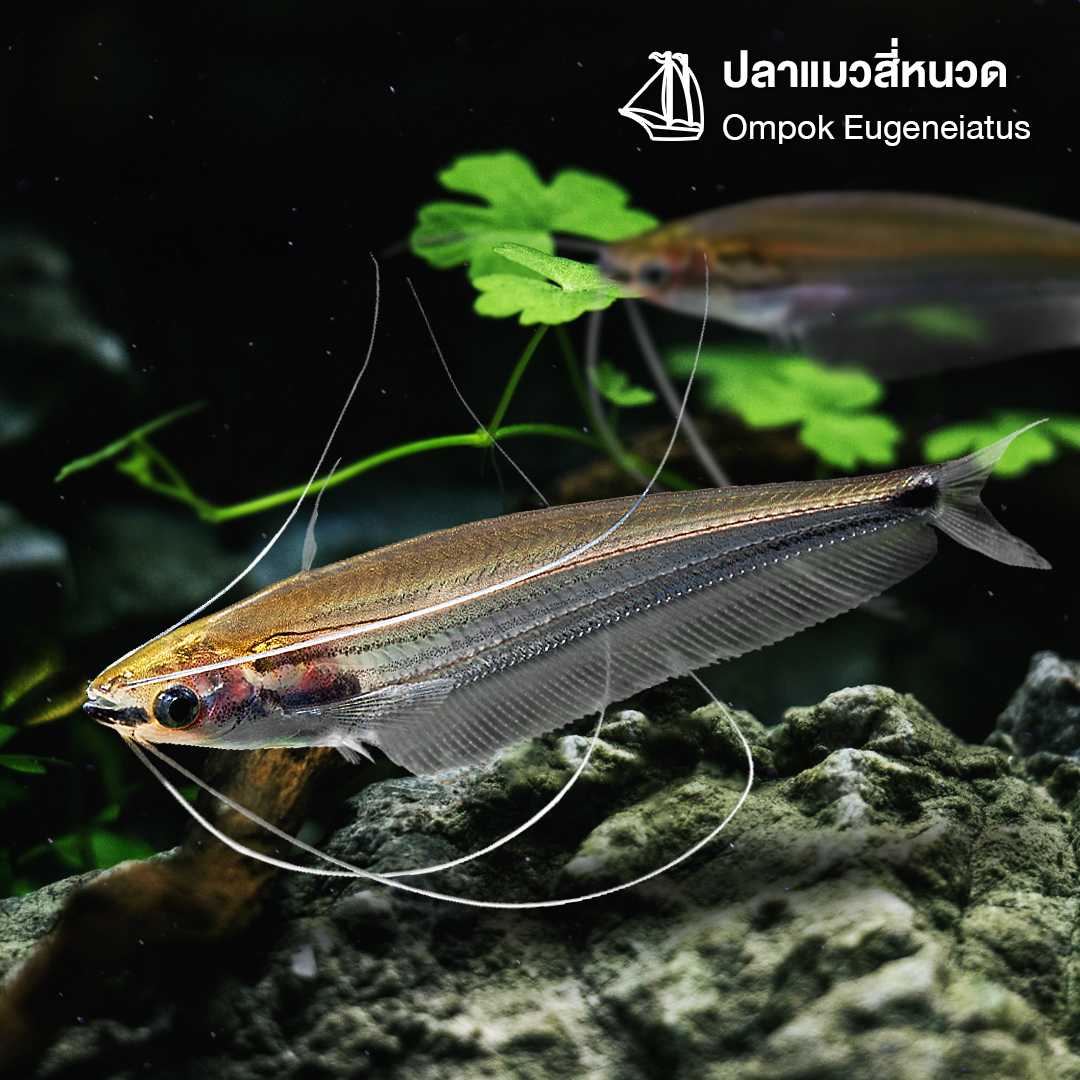 ปลาแมวสี่หนวด (Ompok Eugeneiatus) ขายเซทละ 1ตัว/2ตัว ไซส์ประมาณ 8cm