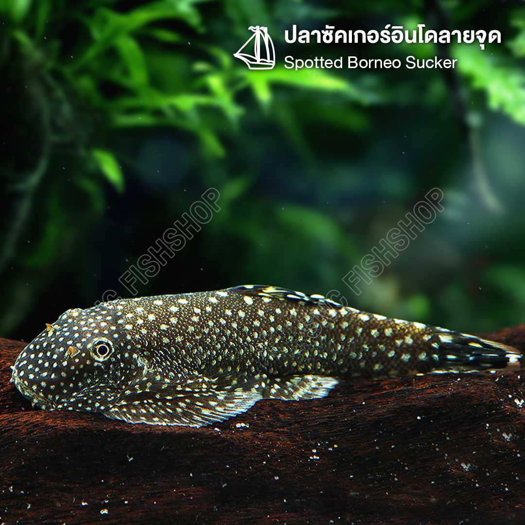 ปลาซัคเกอร์อินโดลายจุด Spotted Borneo Sucker ขายเซทละ 2ตัว/5ตัว ไซส์ 2.5cm