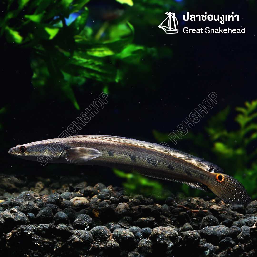 ปลาช่อนงูเห่า (Great Snakehead) เซทละ 1ตัว และ 2ตัว ไซส์ 10cm