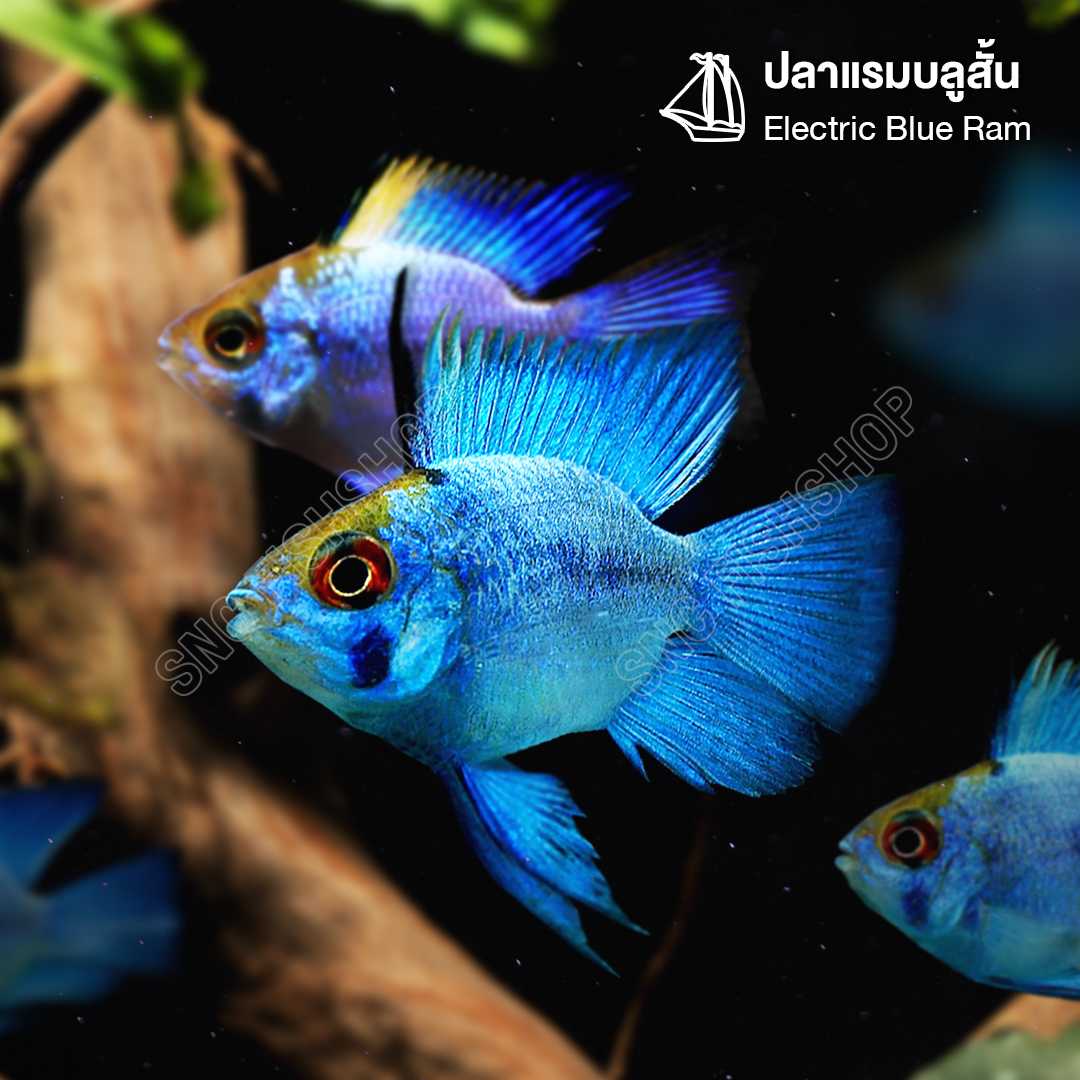 แรมบลูสั้น (Electric Blue Ram) ขายเซทละ 2ตัว/5ตัว ไซส์ประมาณ 2.5cm.