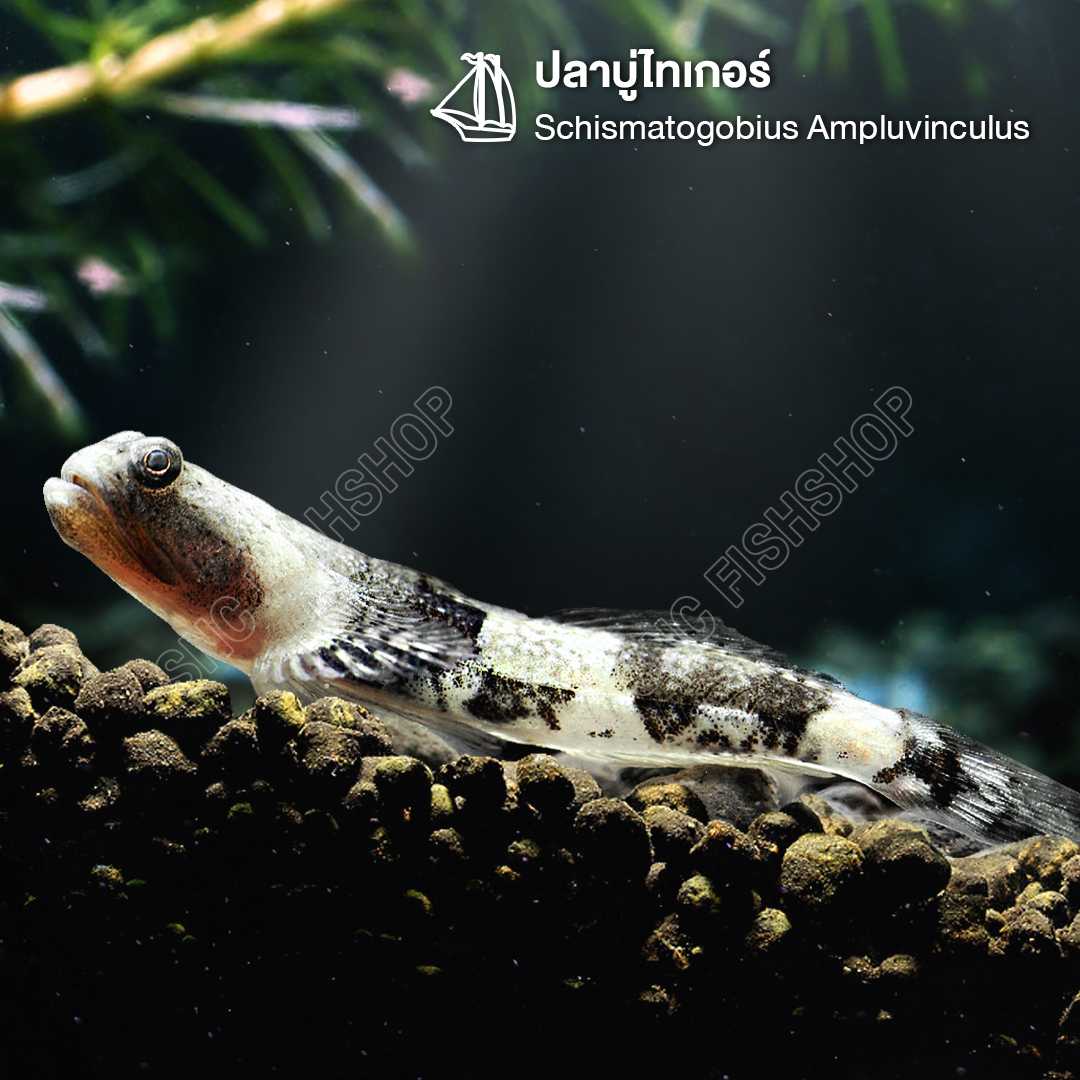 ปลาบู่ไทเกอร์ (Schismatogobius Ampluvinculus) ขายเซทละ 2ตัว/5ตัว ไซส์ 3cm.