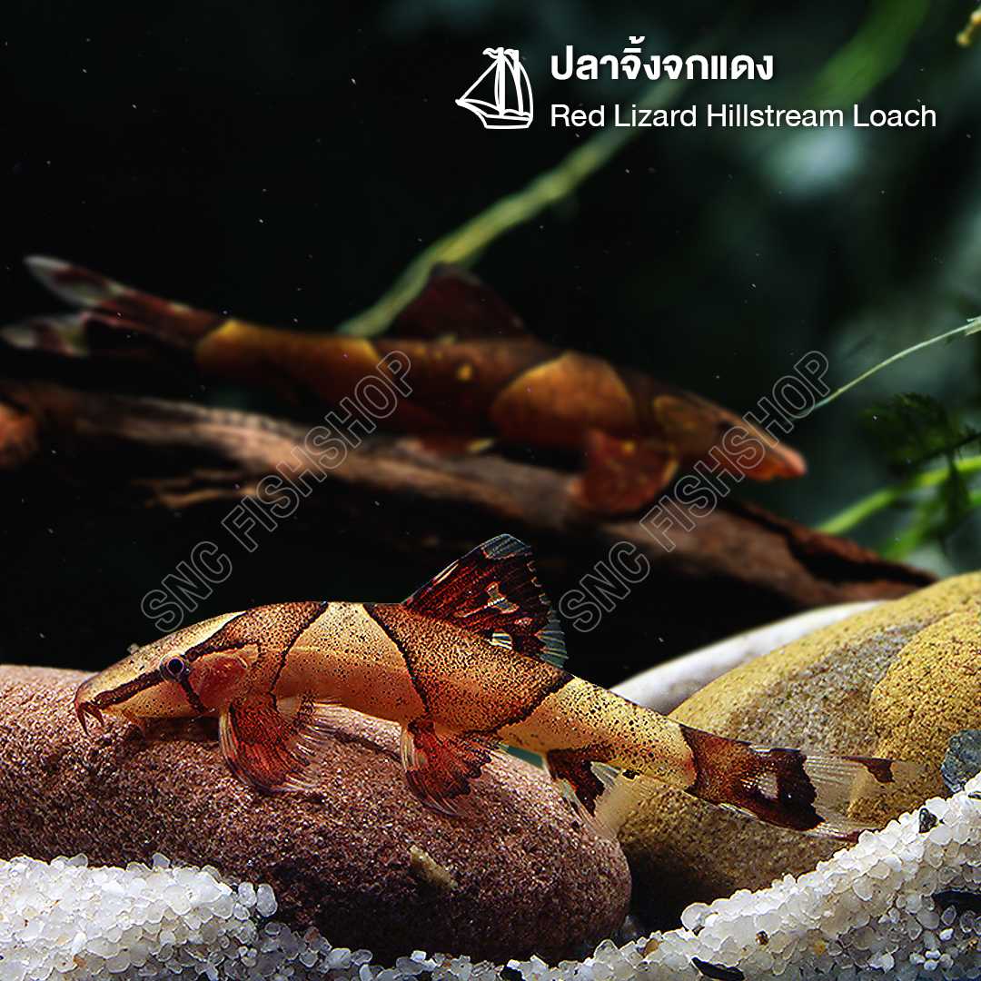 ปลาจิ้งจกแดง (Red Lizard Hillstream Loach) ขายเซทละ 2ตัว/3ตัว ไซส์ประมาณ 3.5cm.