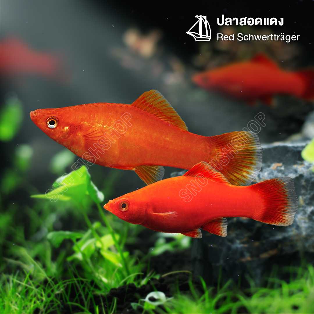 ปลาสอดแดง (Red Schwertträger) ขายเซทละ 5ตัว/12ตัว ไซส์ประมาณ 2.5cm.