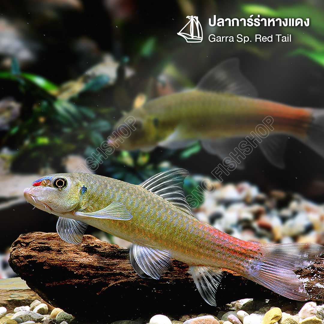 ปลาการ์ร่าหางแดง (Garra Sp. Red Tail) ขายเซทละ 2ตัว/5ตัว ไซส์ประมาณ 4cm