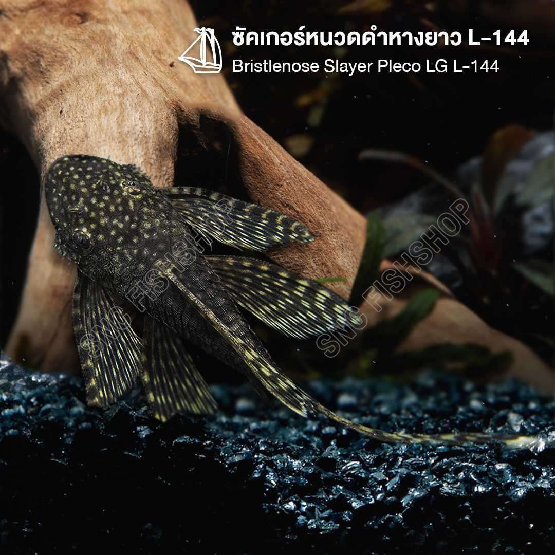 ซัคเกอร์หนวดดำหางยาว L-144 (Bristlenose Slayer Pleco LG L-144) ขายเซทละ 1ตัว/2ตัว ไซส์ 4cm.