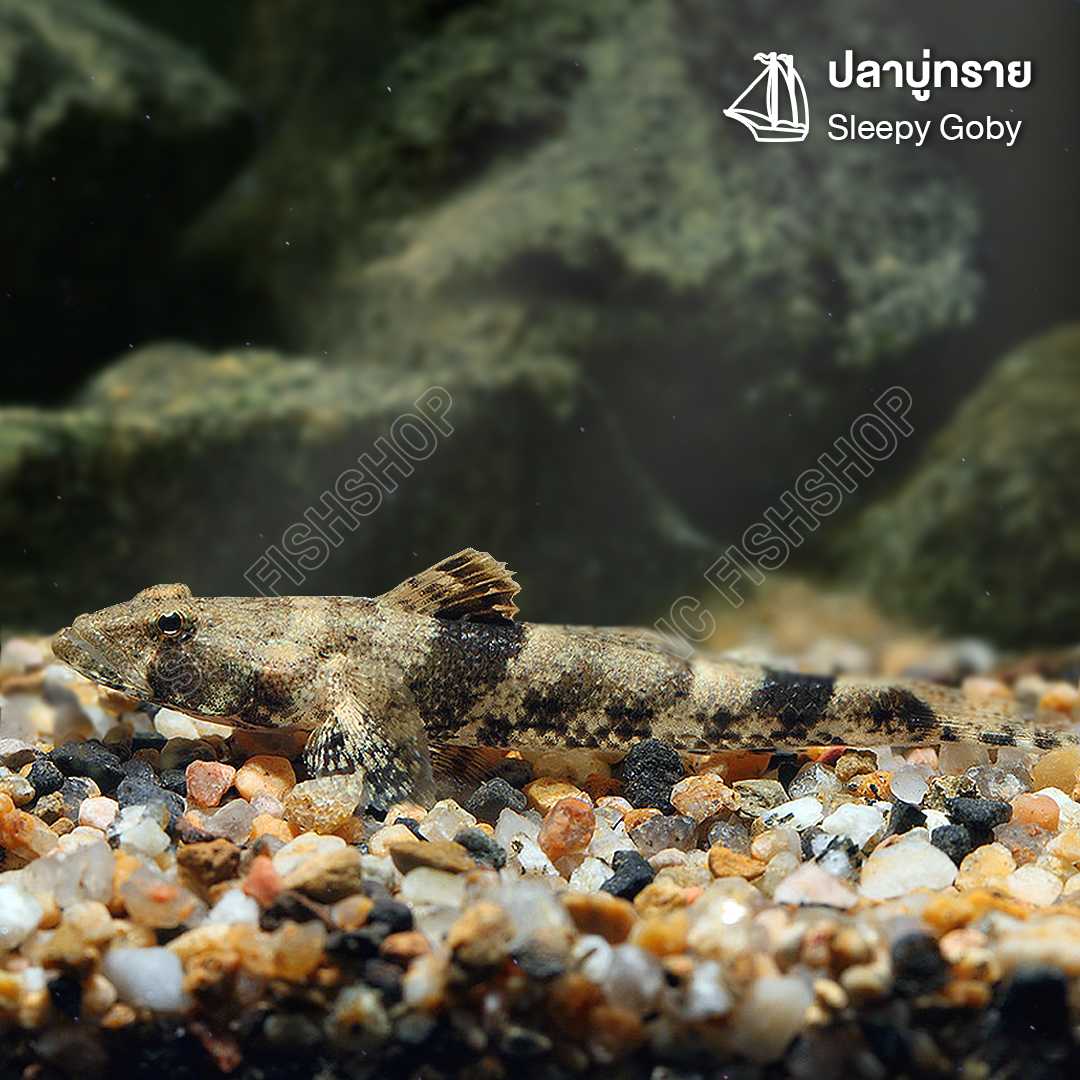ปลาบู่ทราย (Sleepy Goby) เซทละ 2ตัว ไซส์ประมาณ 5cm.