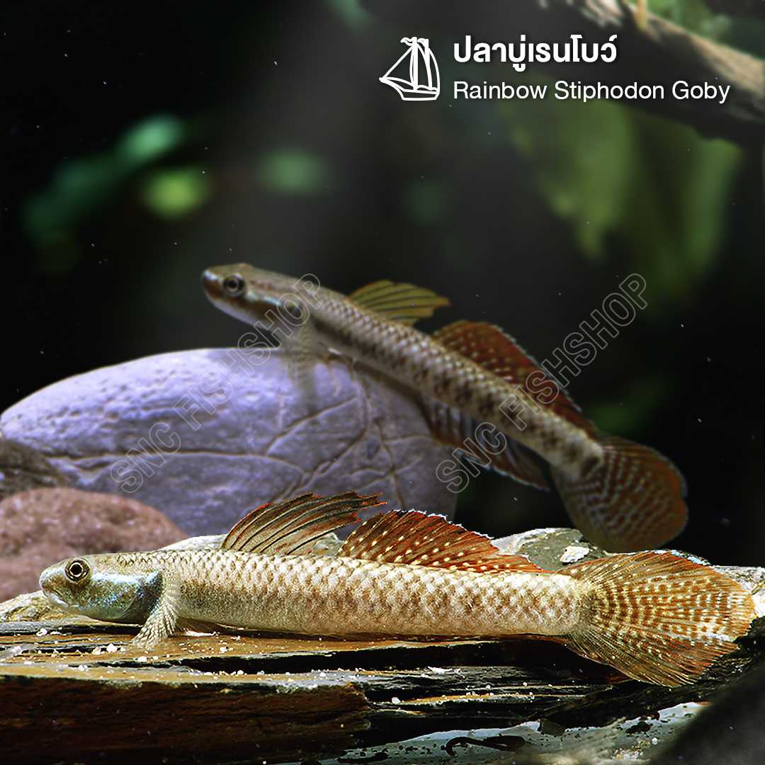 ปลาบู่เรนโบว์ (Rainbow Stiphodon Goby) ขายเซทละ 2ตัว/5ตัว ไซส์ประมาณ 4cm.