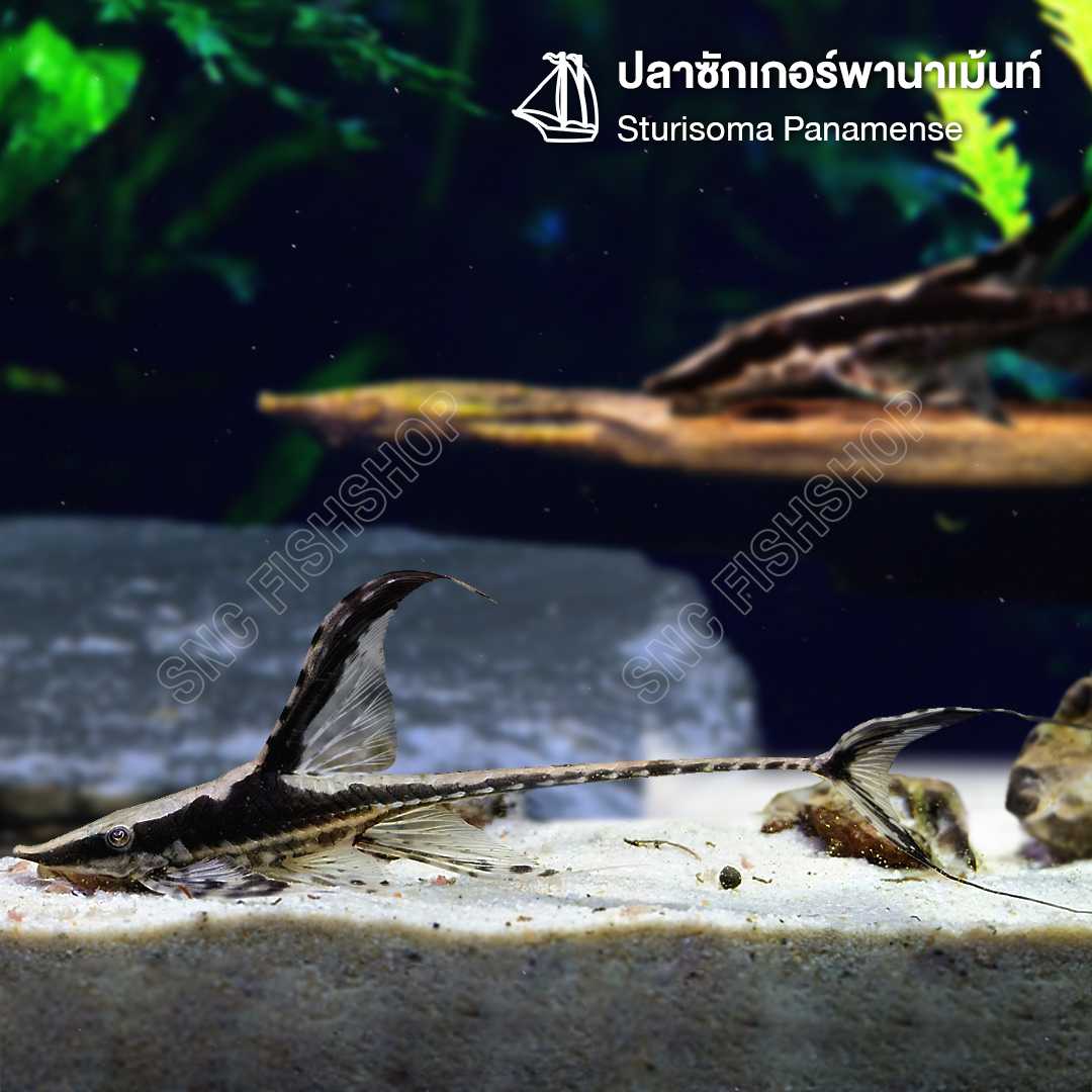 ซักเกอร์พานาเม้นท์ (Sturisoma Panamense)ขายเซทละ 1ตัว/2ตัว ไซส์ประมาณ 4cm.