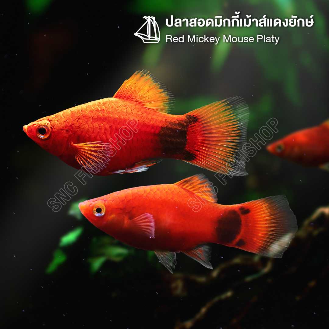 ปลาสอดมิกกี้เม้าส์แดงยักษ์ (Red Mickey Mouse Platy ) ขายเซทละ 3ตัว/7ตัว ไซส์ XL 5cm.