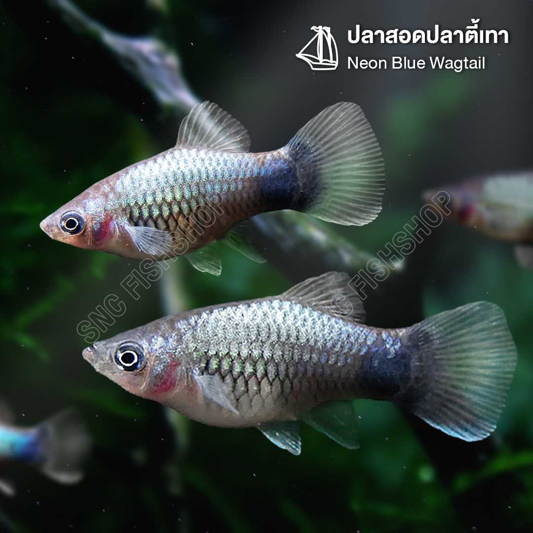 ปลาสอดปลาตี้เทา (Neon Blue Wagtail) ขายเซทละ 10ตัว/24ตัว ไซส์ประมาณ 2.5cm