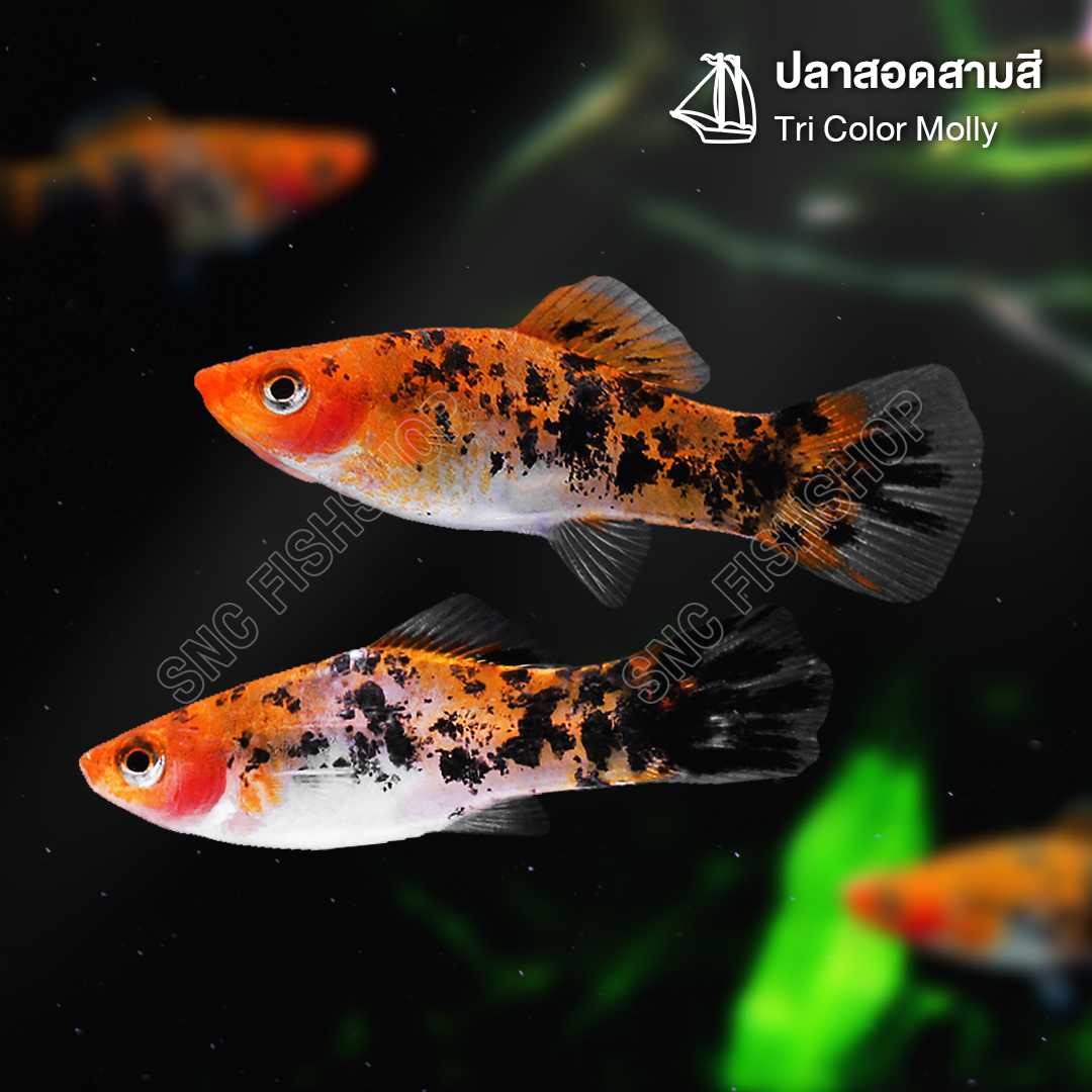 ปลาสอดสามสี (Tri Color Molly) ขายเซทละ 5ตัว/12ตัว ไซส์ประมาณ2.5cm