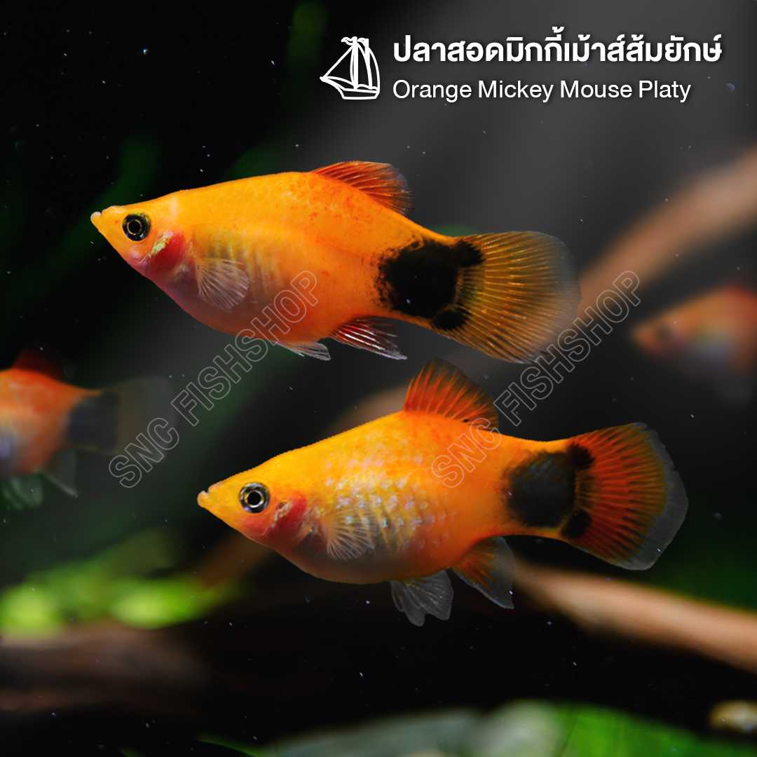 ปลาสอดมิกกี้เม้าส์ส้มยักษ์ (Orange Mickey Mouse Platy ) ขายเซทละ 3ตัว/7ตัว ไซส์ XL 5cm.