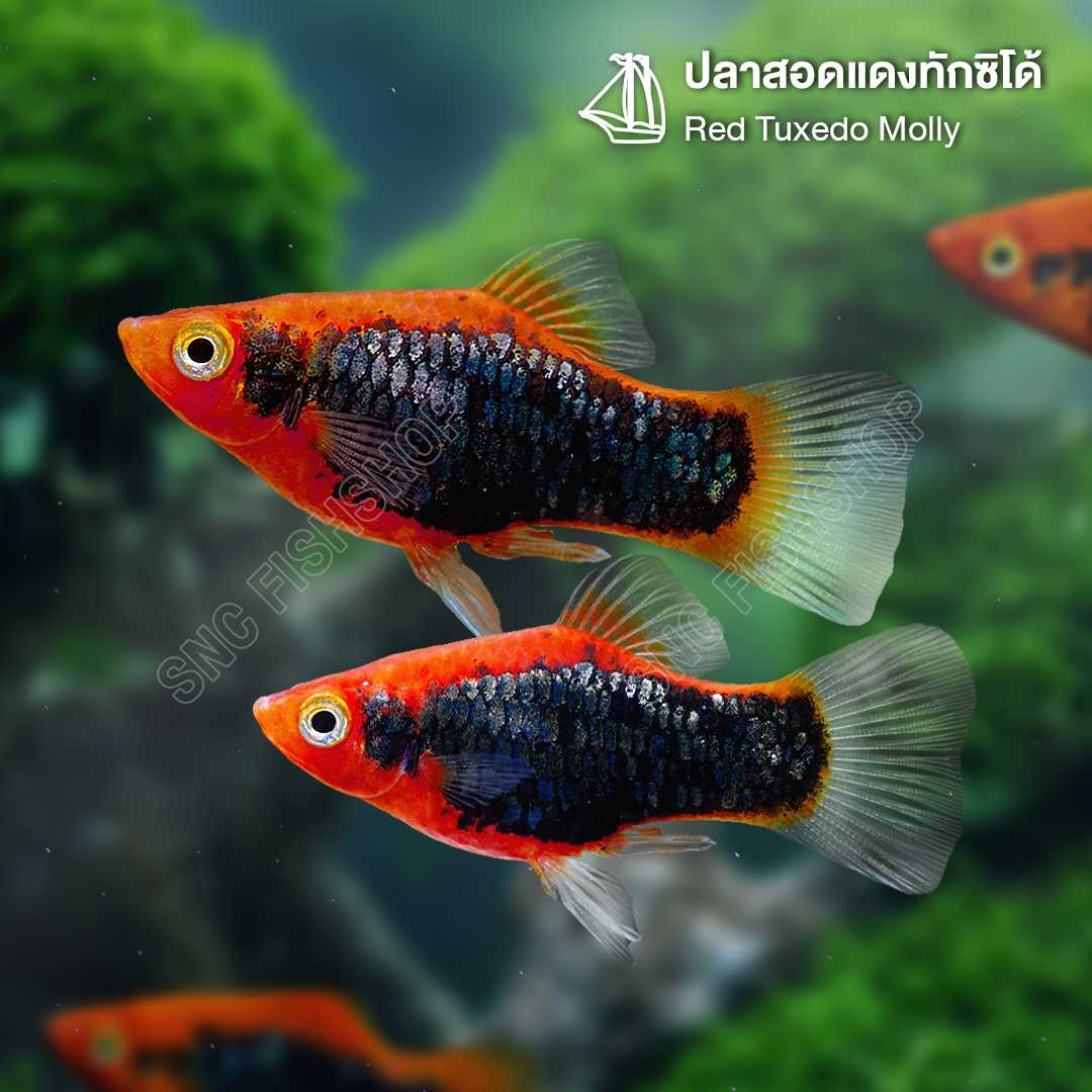 ปลาสอดแดงทักซิโด้ (Red Tuxedo Molly) ขายเซทละ 5ตัว/12ตัว ไซส์ประมาณ 2.5cm