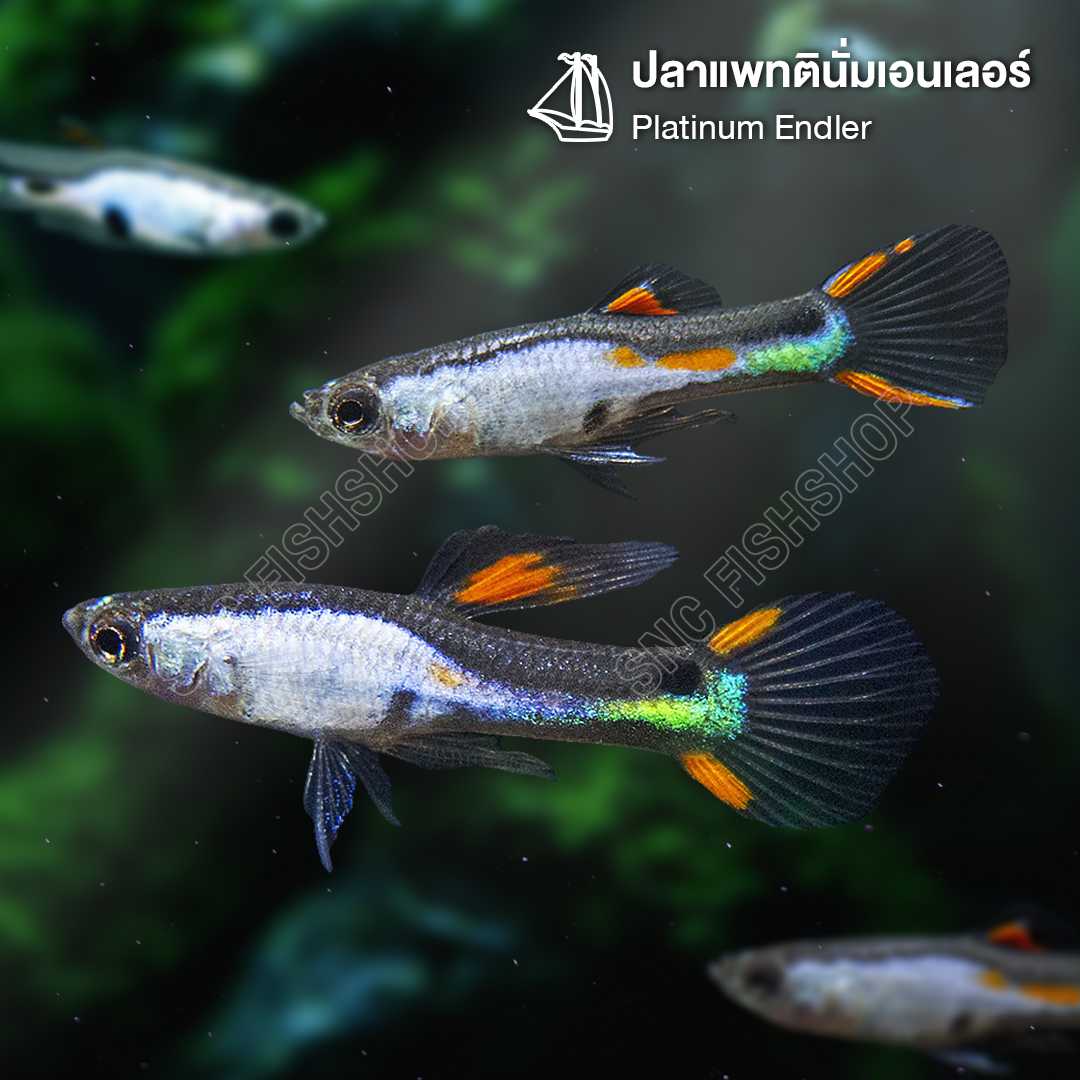 แพทตินั่ม เอนเลอร์ (Platinum Endler) ขายเซทละ 6ตัว/12ตัว ไซส์ประมาณ 1.5cm