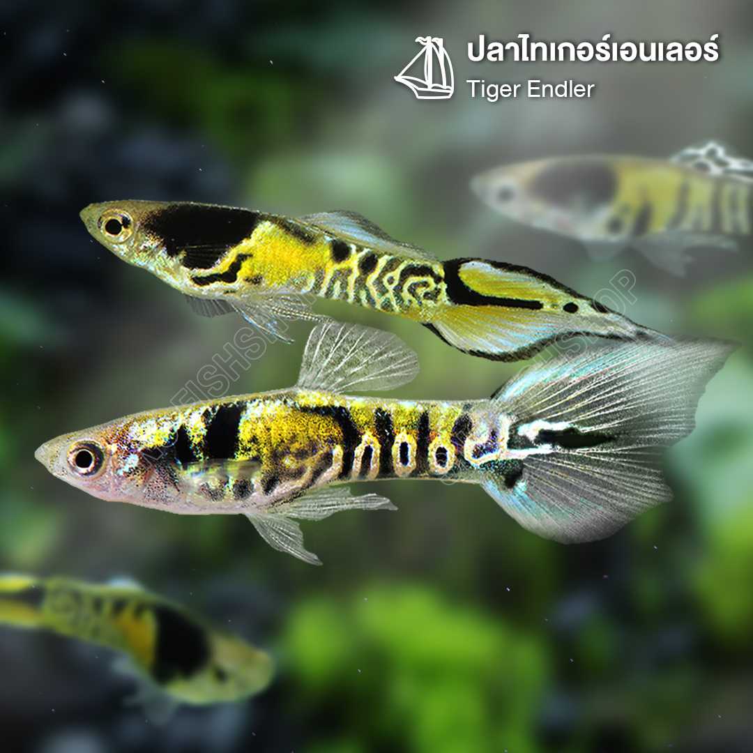 ไทเกอร์ เอนเลอร์ (Tiger Endler) ขายเซทละ 6ตัว/12ตัว ไซส์ประมาณ 1.5cm