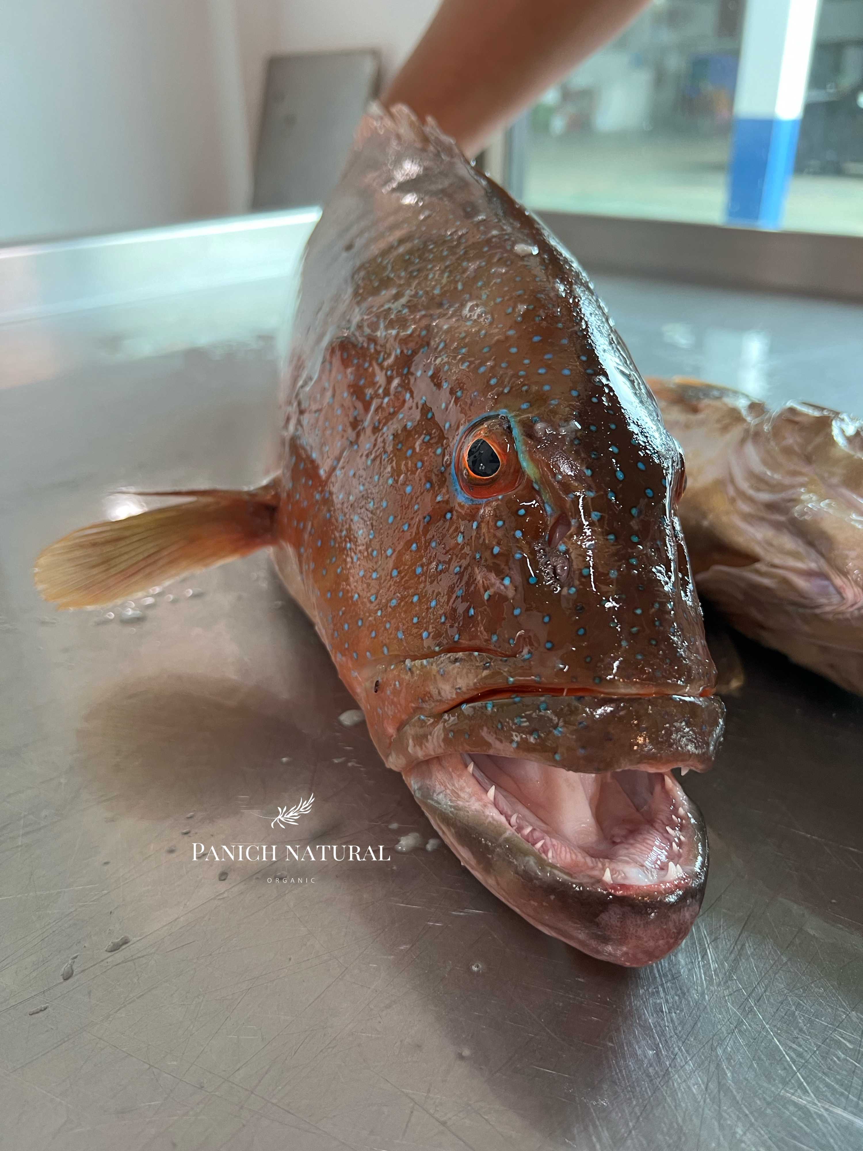 หัวปลาย่ำสวาท/ เก๋ากุดสลาด