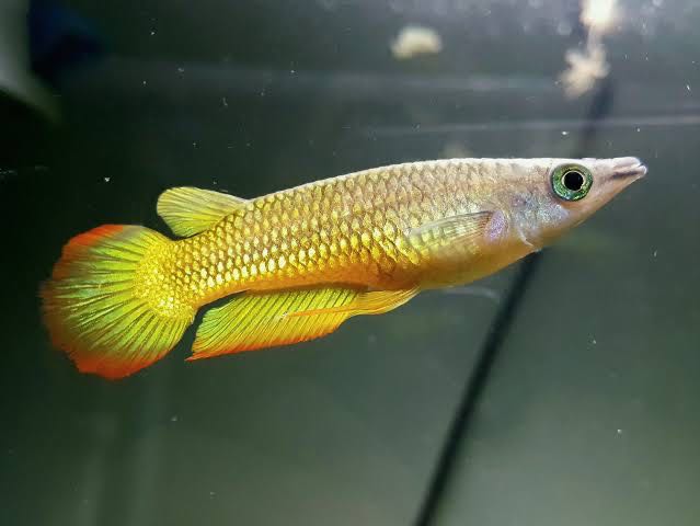 ปลามังกรเเคระ ไซร้2นิ้ว สีสวย  โตเต็มวัยไม่เกิน4นิ้วคะ