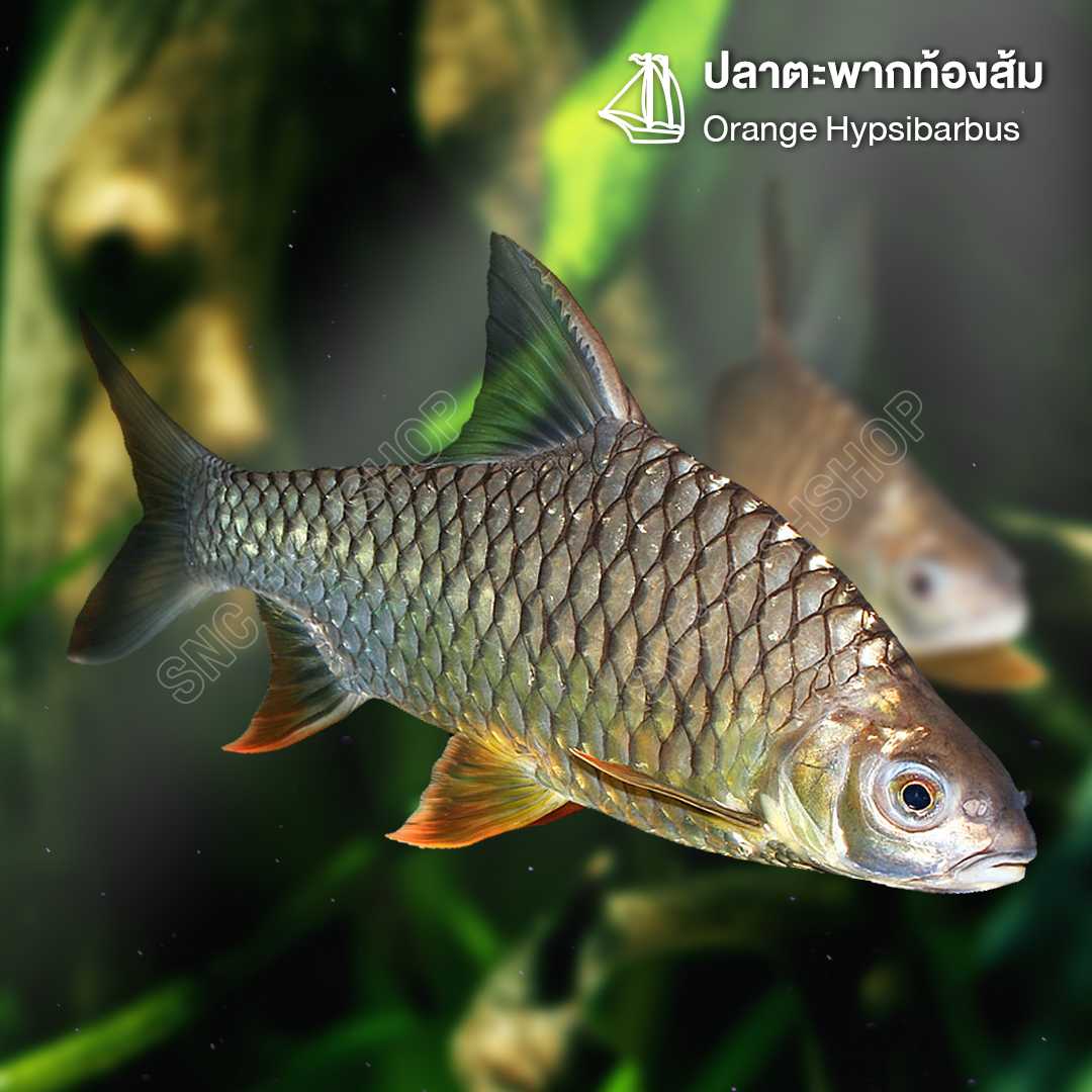 ตะพากท้องส้ม (Orange Hypsibarbus) ขายเซทละ 2ตัว/5ตัว ไซส์ประมาณ 3นิ้ว (7.5cm.)