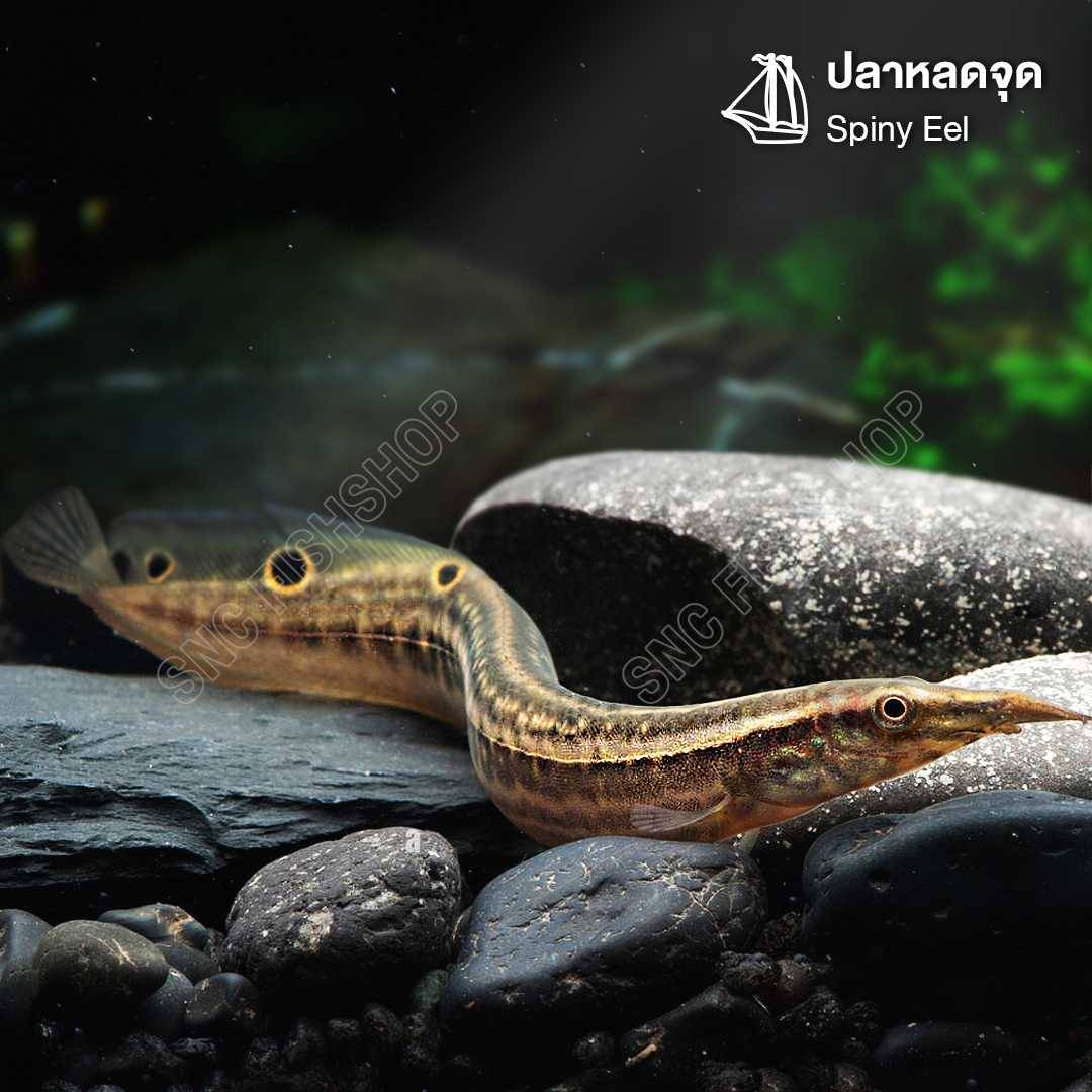 ปลาหลดจุด (Spiny Eel) ขายเซทละ 2ตัว/5ตัว ไซส์ประมาณ 5cm.