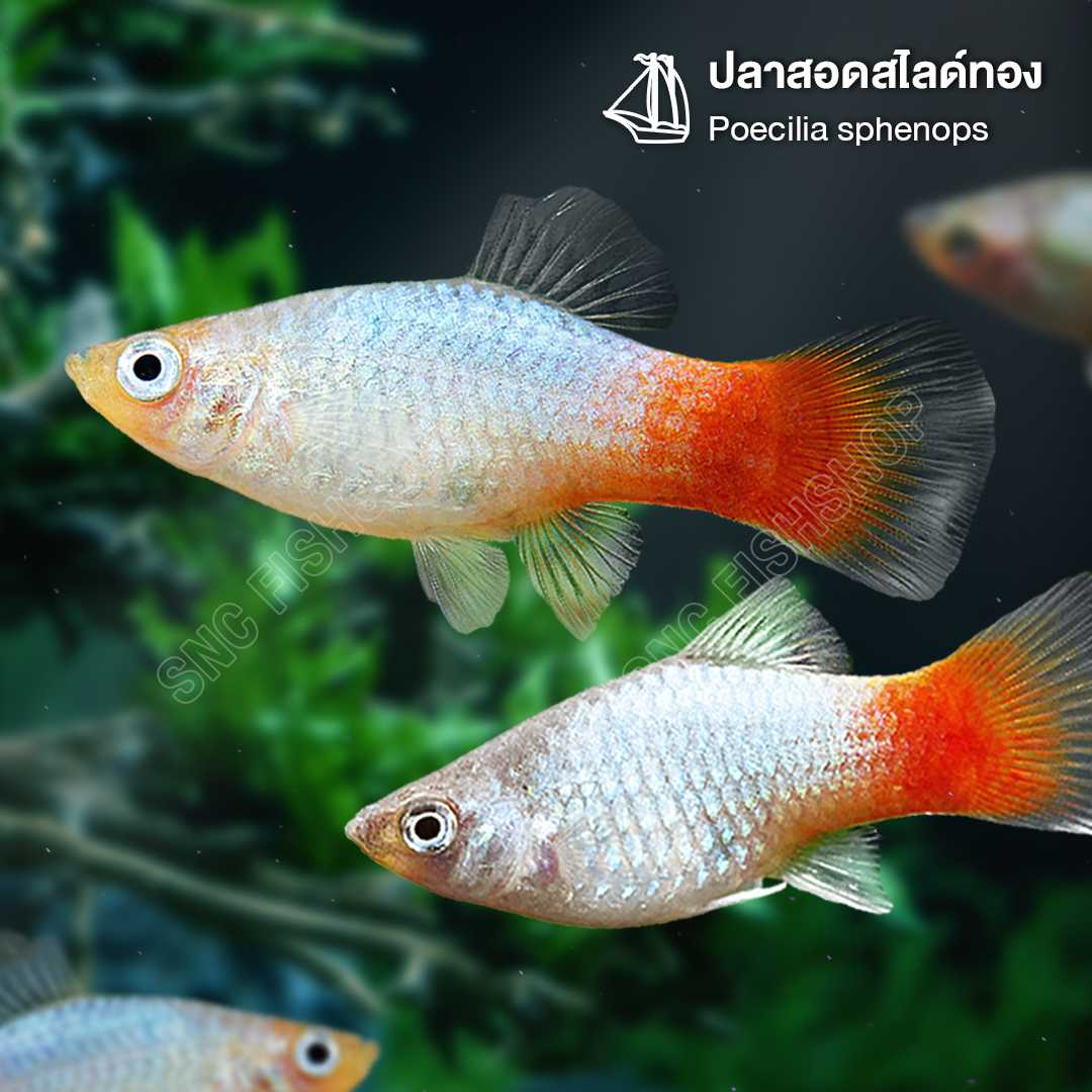 ปลาสอดสไลด์ทอง Gold Molly (Poecilia sphenops) ขายเซตละ 5ตัว/12ตัว ไซส์ประมาณ 2.5cm