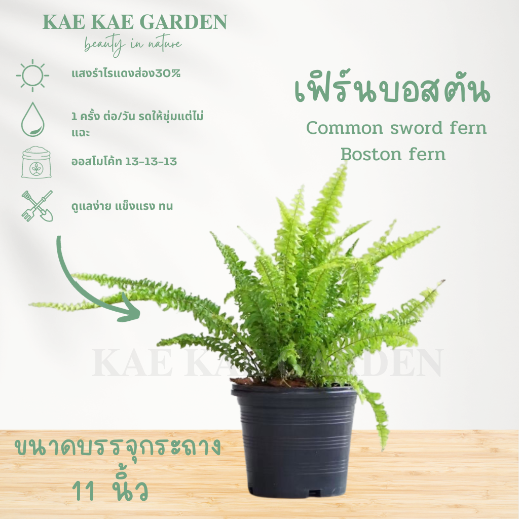 เฟิร์นบอสตัน Nephrolepis exaltata