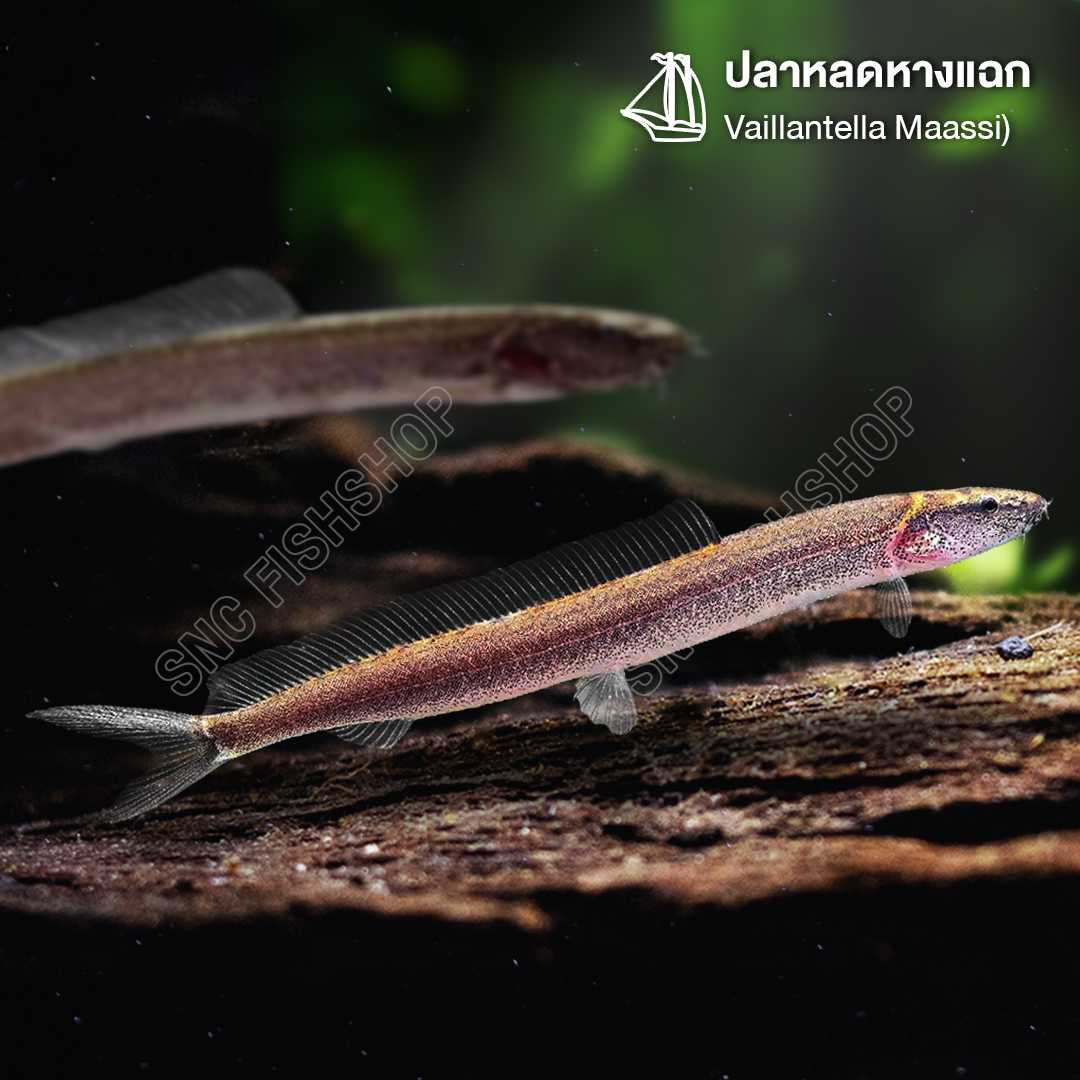 ปลาหลดหางแฉก (Vaillantella Maassi) เซทละ 2ตัว ไซส์ประมาณ 7cm.