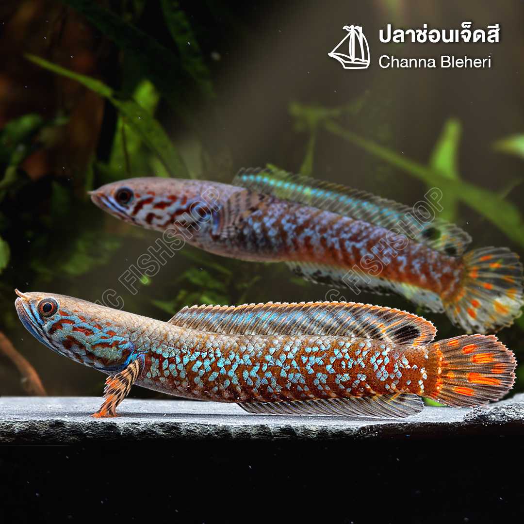 ปลาช่อนเจ็ดสี (Channa Bleheri) จำนวน 1 ตัว ไซส์ 10cm.
