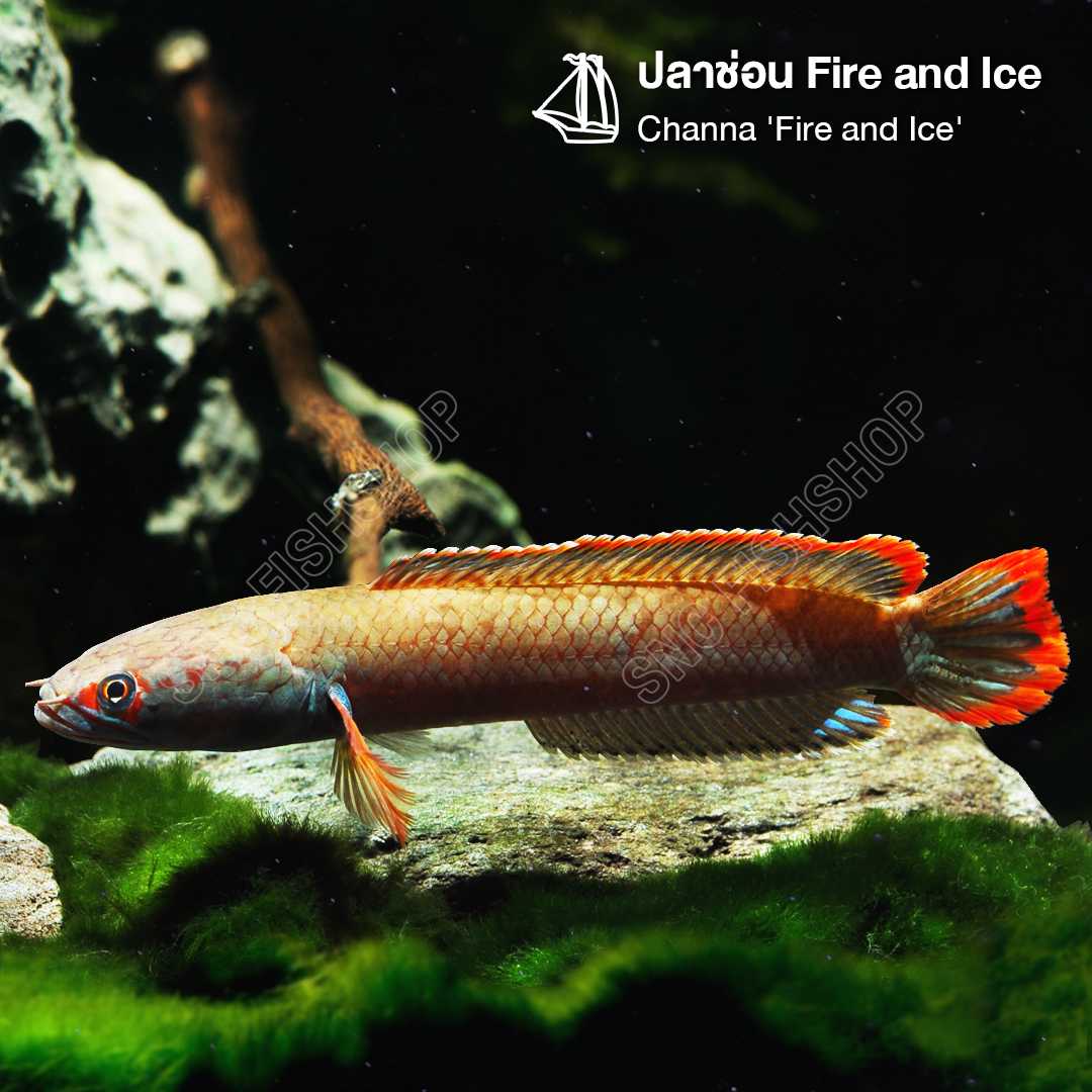 ปลาช่อน Fire and Ice (Channa 'Fire and Ice') จำนวน 1 ตัว ไซส์ 10cm.