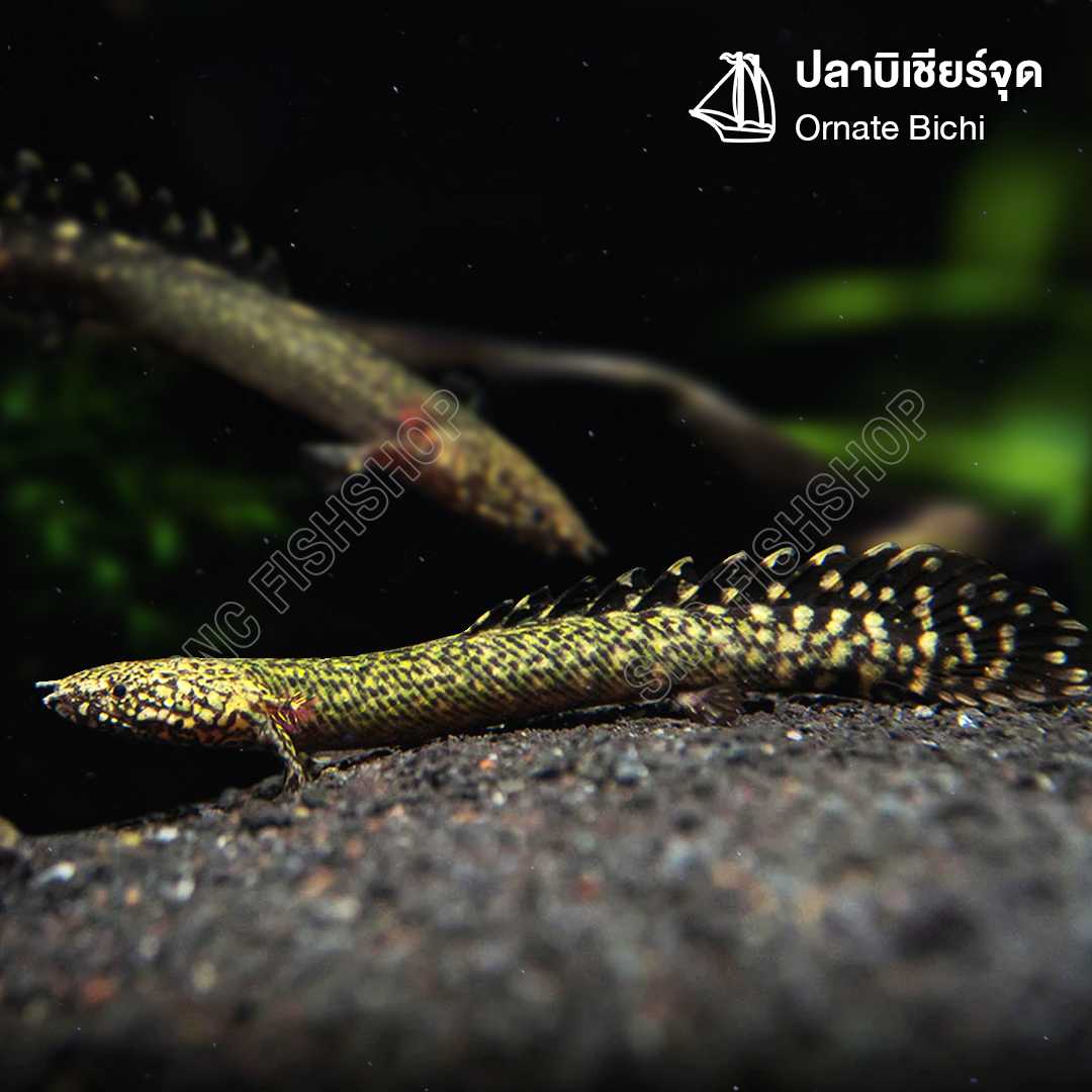 ปลาบิเชียร์จุด (Ornate Bichir) จำนวน 1ตัว ไซส์ 9cm.