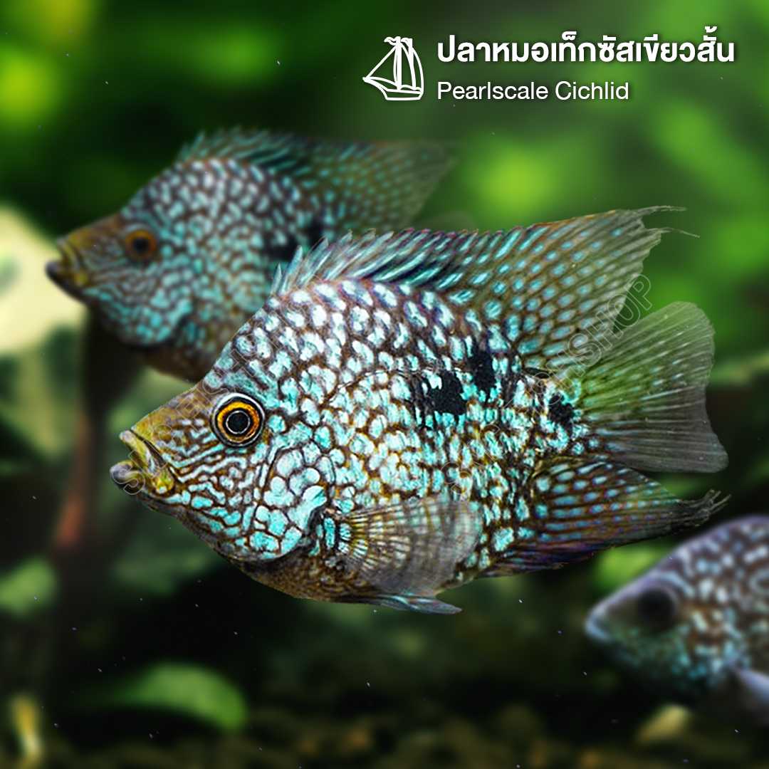 ปลาหมอเท็กซัสเขียวสั้น (Pearlscale Cichlid) ขายเซทละ 2ตัว/5ตัว ไซส์ประมาณ 4cm