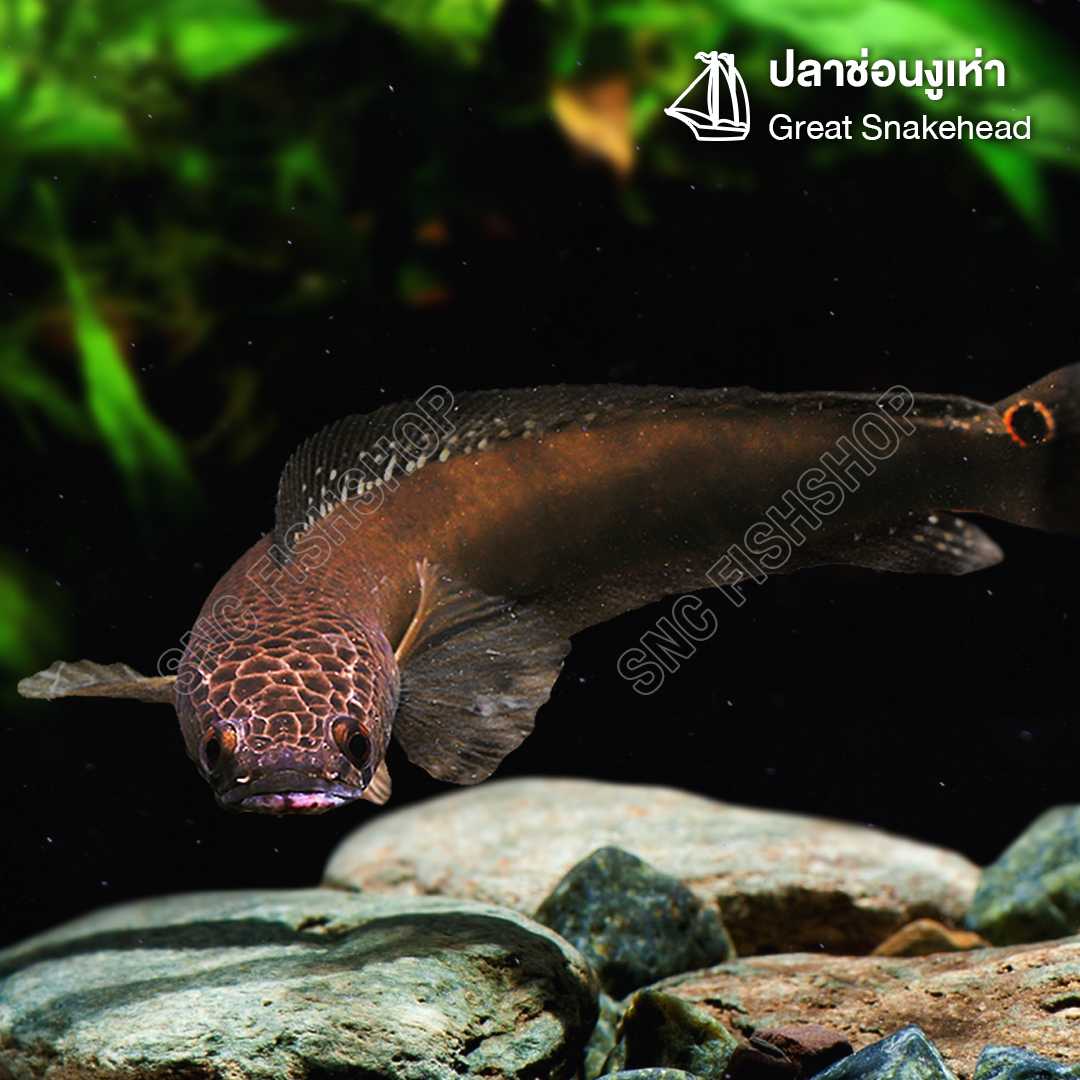 ปลาช่อนงูเห่า (Great Snakehead) ไซส์ XL 25cm. (1ตัว)