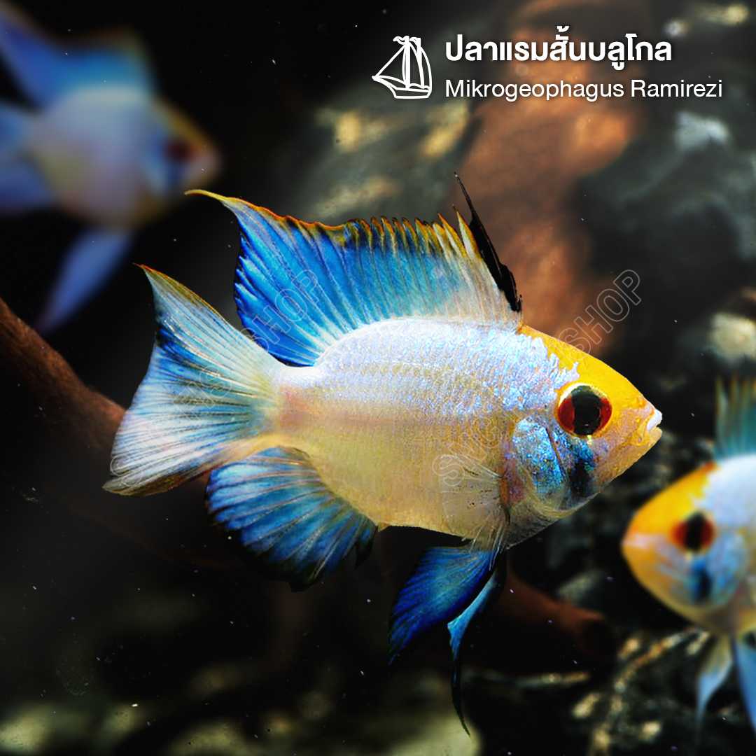 แรมสั้นบลูโกล (Blue-Gold Ram Mikrogeophagus Ramirezi) ขายเซทละ 2ตัว/5ตัว ไซส์ประมาณ 2.5cm.