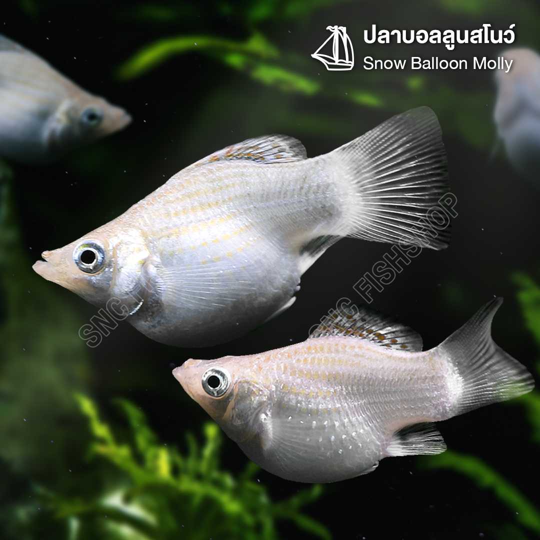 ปลาบอลลูนสโนว์ (Snow Balloon Molly) ขายเซทละ 5ตัว/12ตัว ไซส์ประมาณ 2.5cm