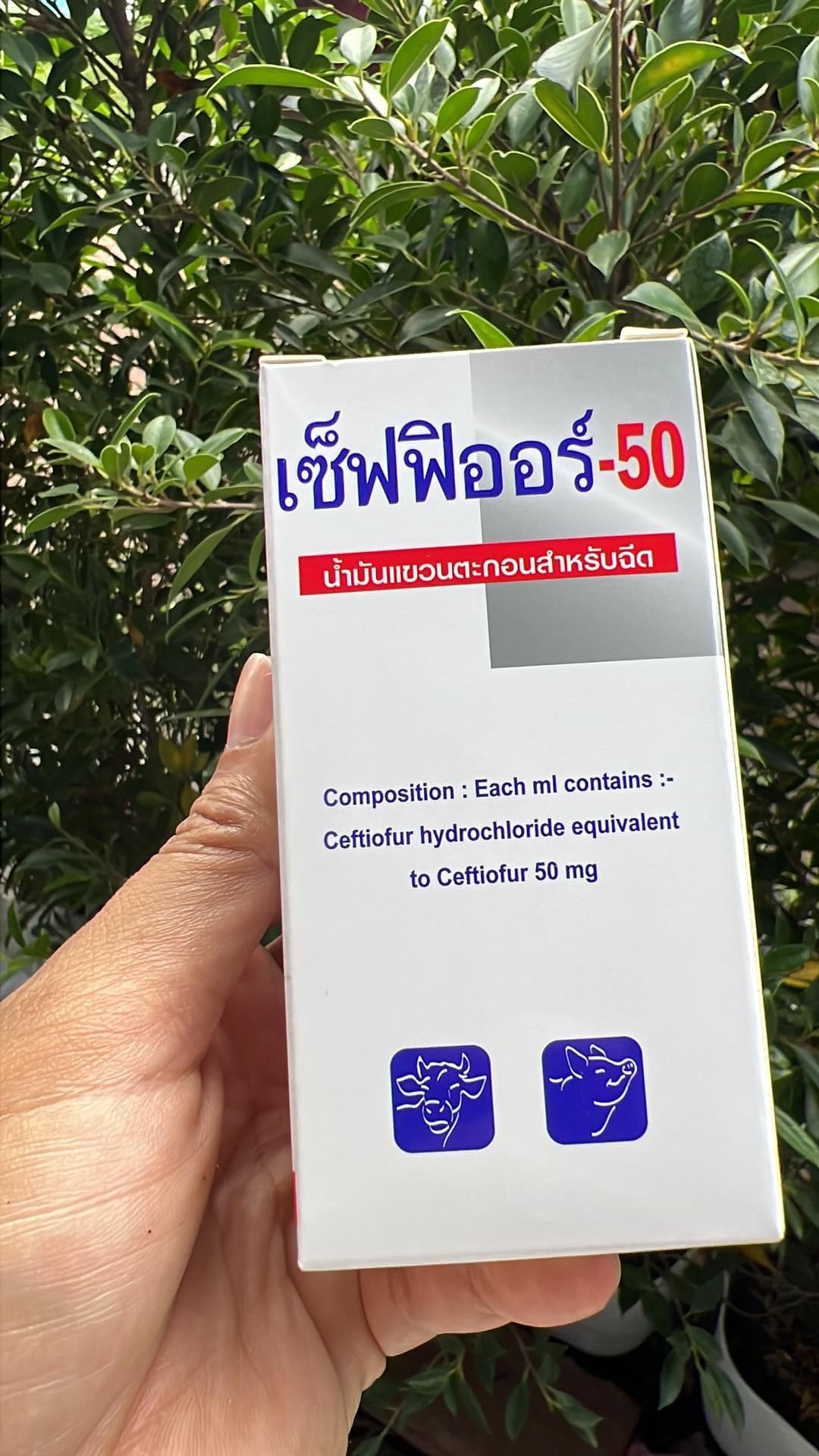 เซ็ฟฟิออร์-50