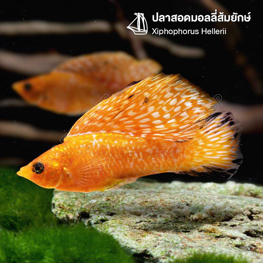ปลาสอดมอลลี่ส้มยักษ์ (Xiphophorus Hellerii) ขายเซทละ 2ตัว/5ตัว ไซส์ประมาณ 6cm.