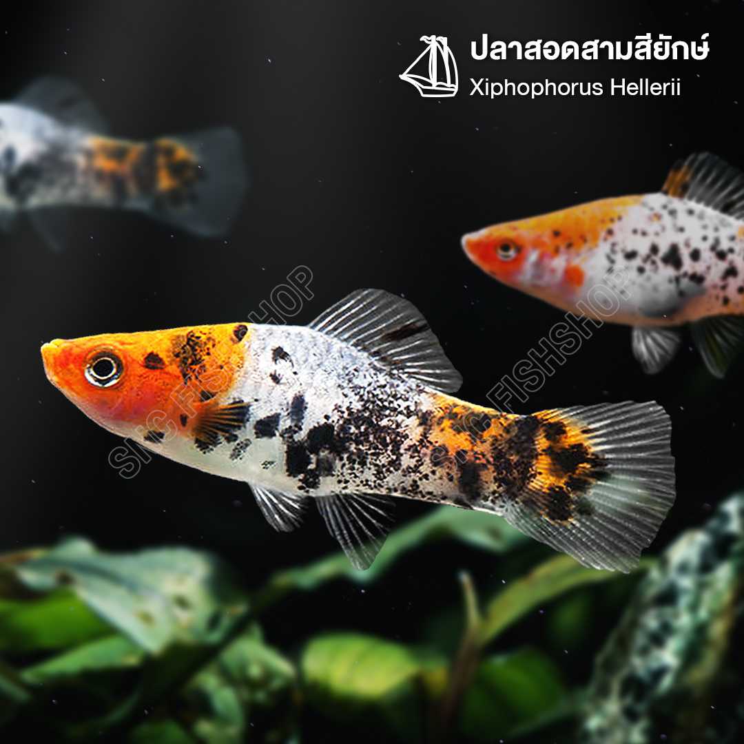 ปลาสอดสามสียักษ์ (Xiphophorus Hellerii) ขายเซทละ 2ตัว/5ตัว ไซส์ประมาณ 10cm