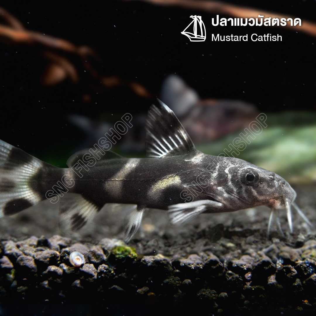 ปลาแมวมัสตราด (Mustard Catfish) ขายเซทละ 2ตัว/5ตัว ไซส์ประมาณ 4cm.