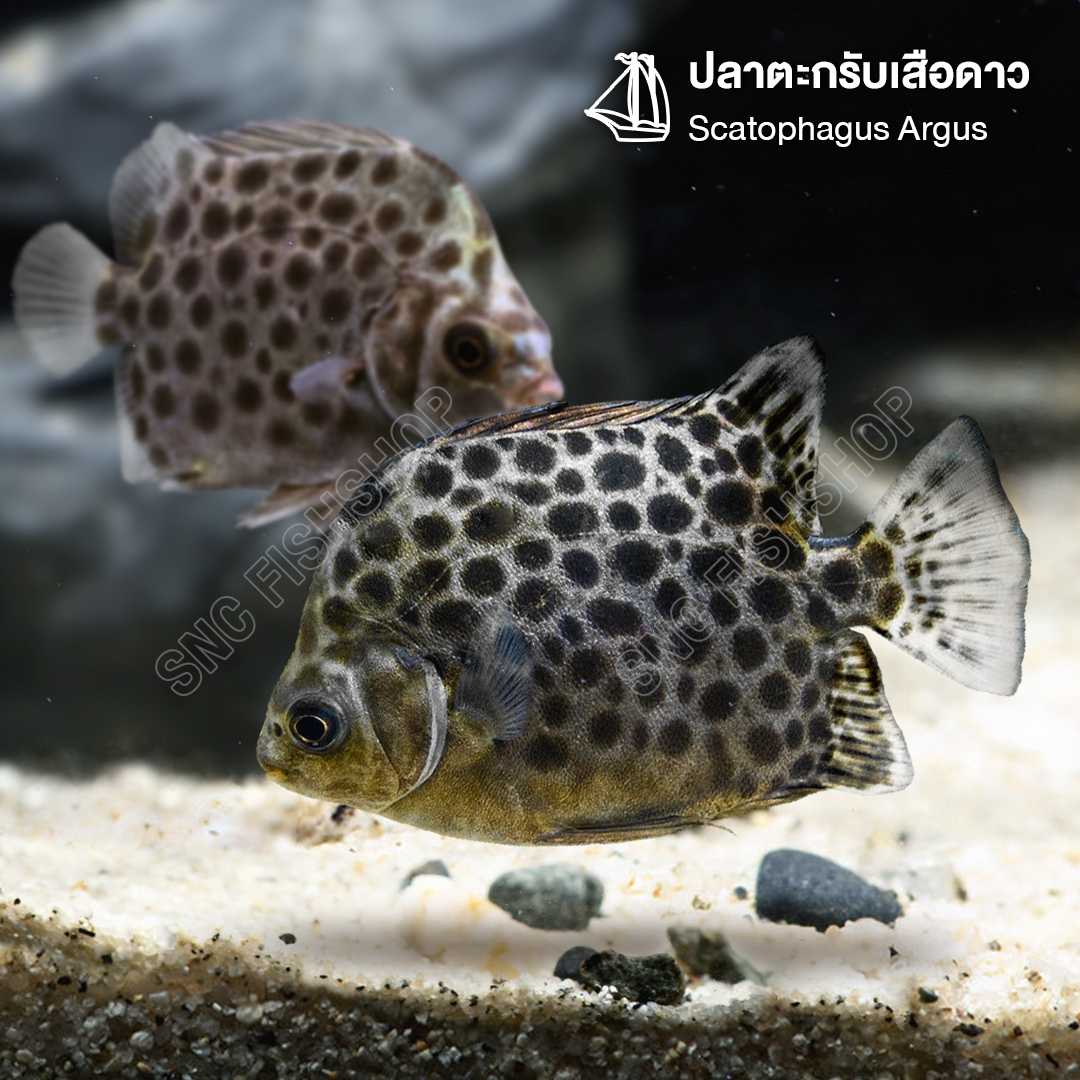 ปลาตะกรับเสือดาว (Scatophagus Argus) ขายเซทละ 2ตัว/5ตัว) ไซส์ประมาณ 4cm