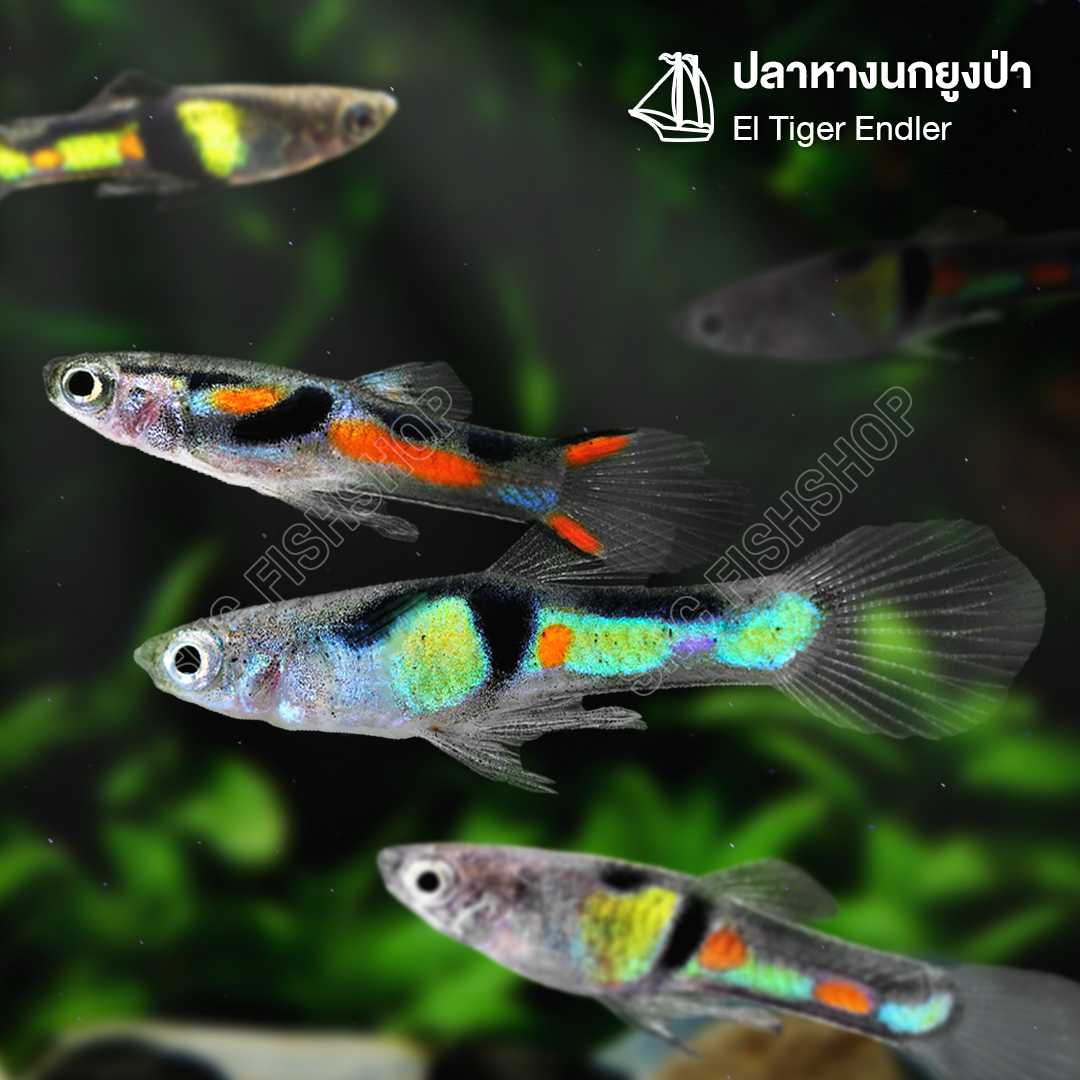 ปลาหางนกยูงป่า (El Tiger Endler) ขายเซทละ 6ตัว ไซส์ประมาณ 1.5cm