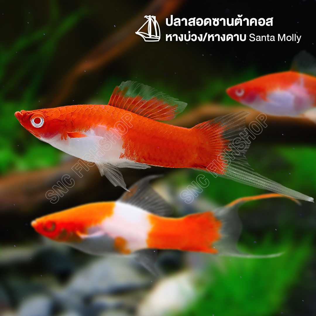 สอดซานต้าคอสหางบ่วง/หางดาบ (Santa Molly) คละแบบ เกรดA ขายเซทละ 5ตัว/12ตัว ไซส์ประมาณ 3cm.