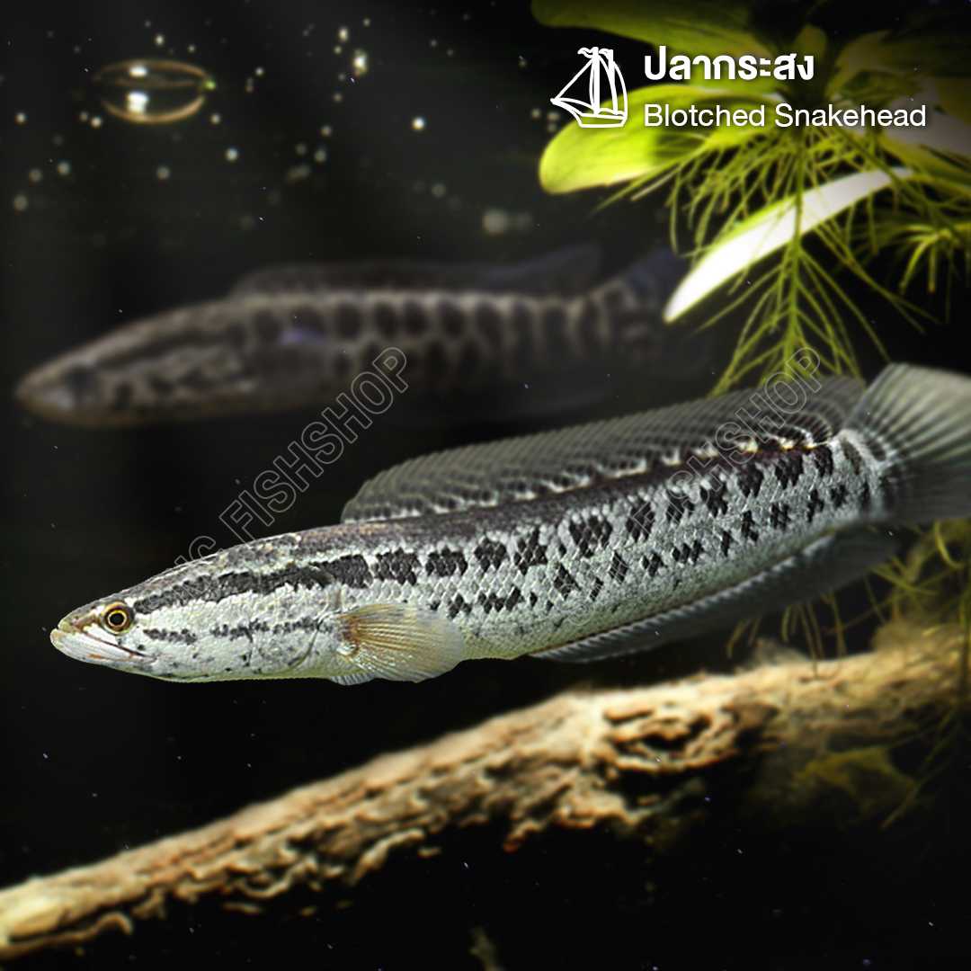 ปลากระสง (Blotched Snakehead) ขายเซท 2ตัว/5ตัว ไซส์ประมาณ 8cm.