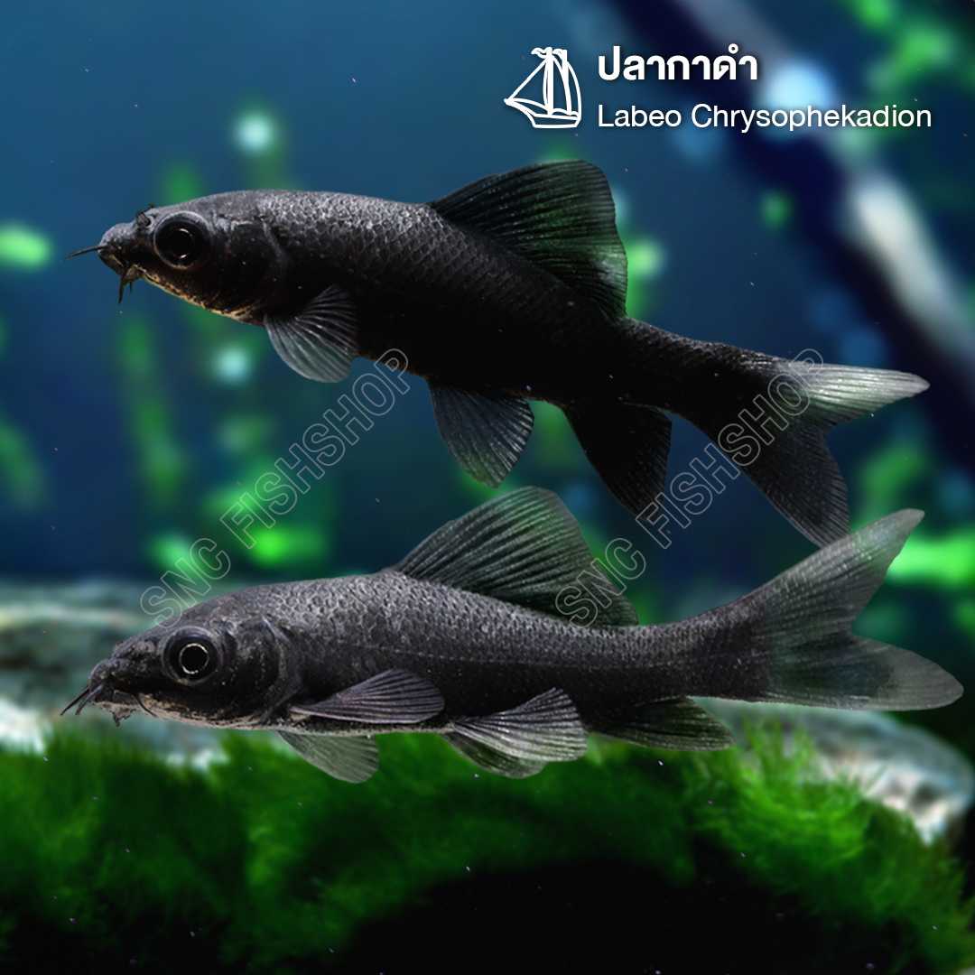 ปลากาดำ (Labeo Chrysophekadion) ขายเซทละ 2ตัว/5ตัว ไซส์ประมาณ 5cm
