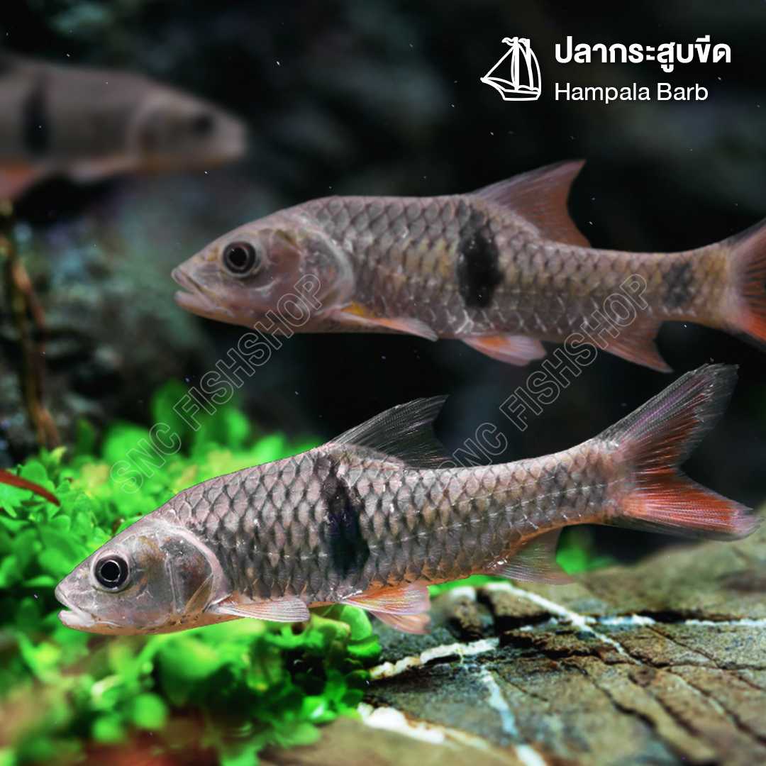 ปลากระสูบขีด (Hampala Barb) ขายเซทละ 1ตัว/2ตัว ไซส์ประมาณ 20-30cm.