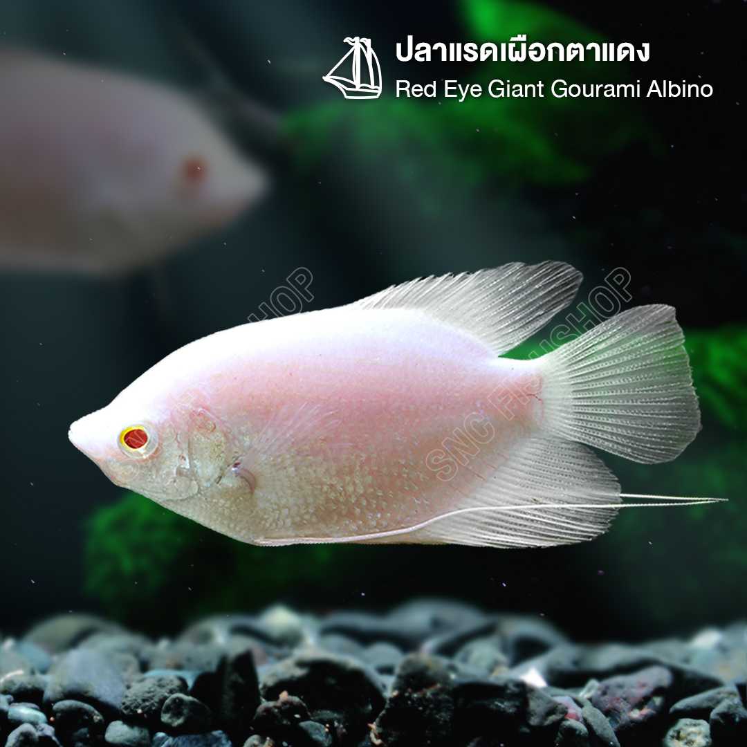 ปลาแรดเผือกตาแดง (Red Eye Giant Gourami Albino) ขายเซทละ 2ตัว/5ตัว ไซส์ประมาณ 6cm.