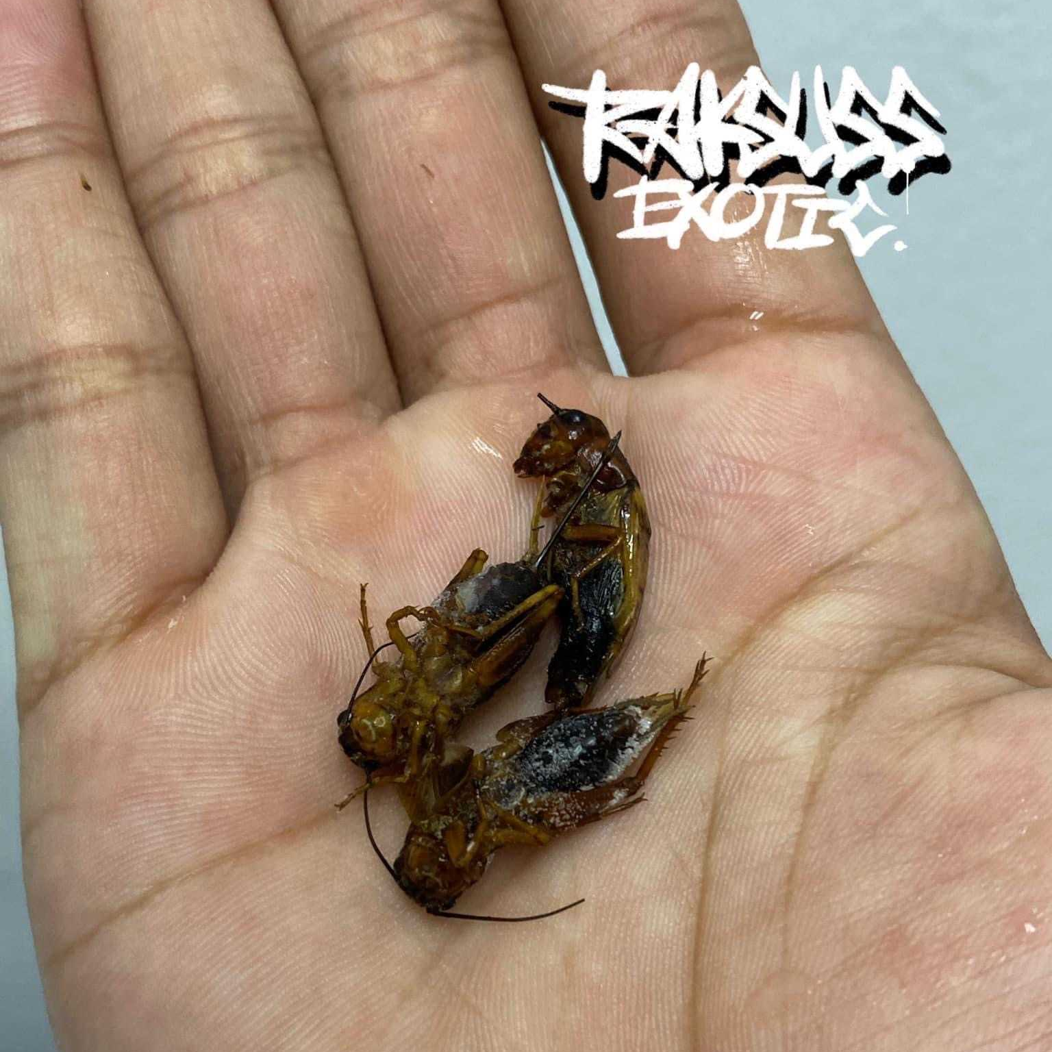 Frozen Cricket/จิ้งหรีดแช่แข็ง (500g.-1000g.)